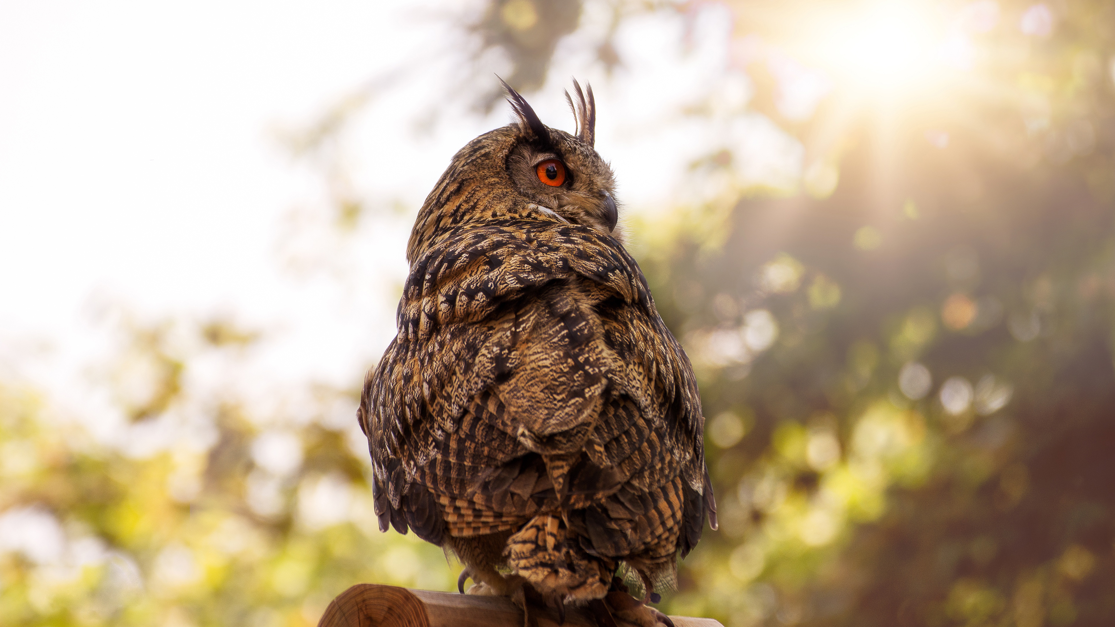 Download mobile wallpaper Birds, Owl, Bird, Animal, Eurasian Eagle Owl for free.