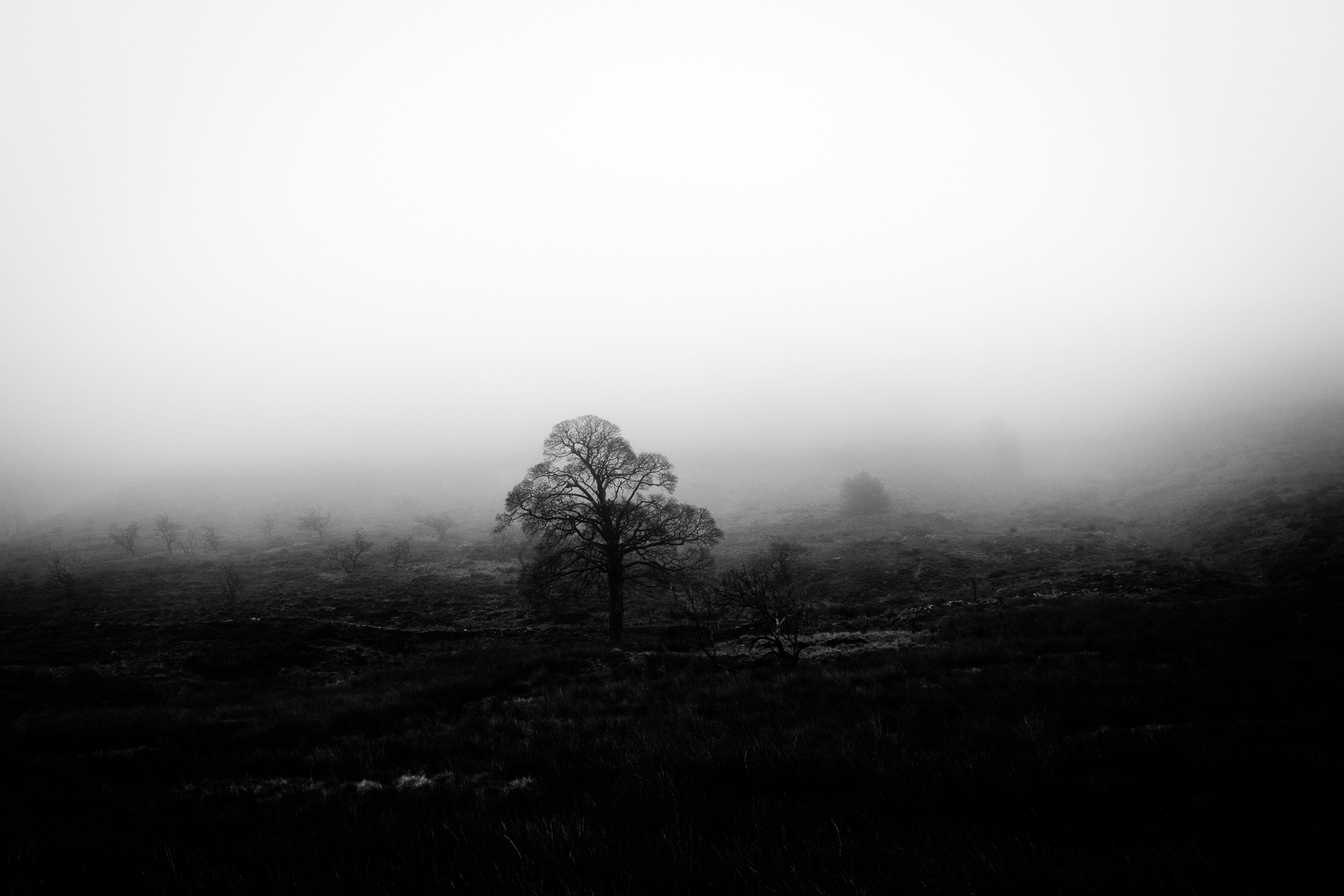 Download mobile wallpaper Wood, Fog, Tree, Chb, Nature, Bw for free.