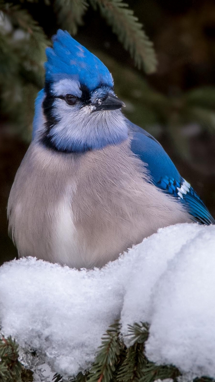 Download mobile wallpaper Birds, Snow, Animal, Blue Jay for free.