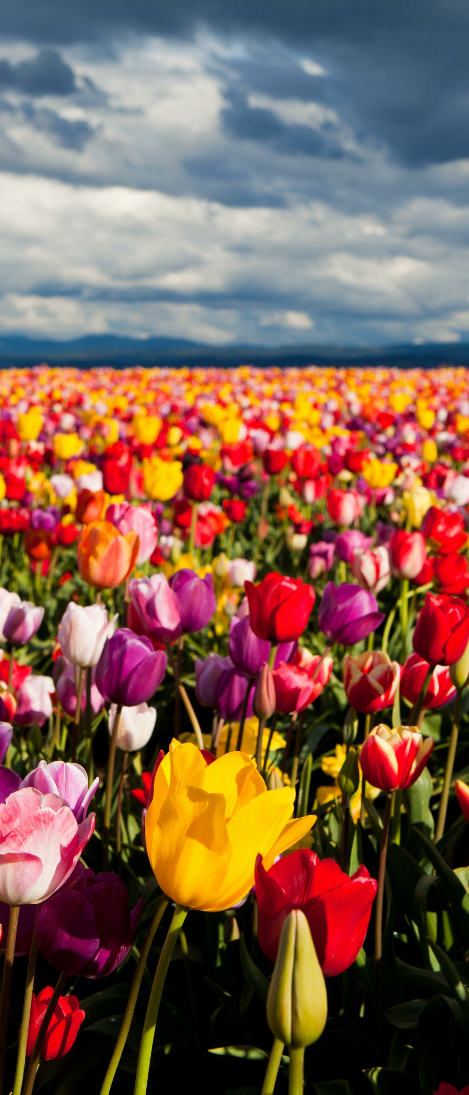 Laden Sie das Natur, Blumen, Blume, Feld, Tulpe, Erde/natur, Aufstellen-Bild kostenlos auf Ihren PC-Desktop herunter