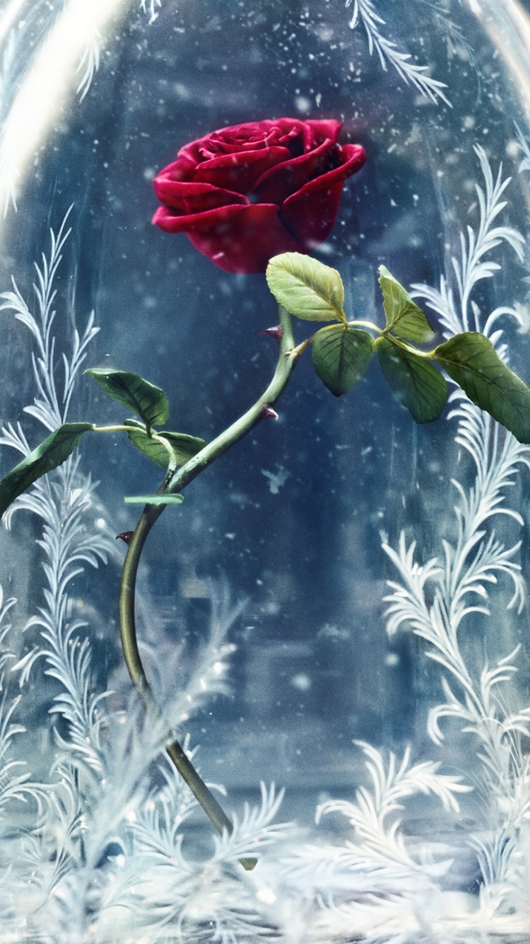 Download mobile wallpaper Flower, Rose, Red Rose, Movie, Beauty And The Beast (2017) for free.