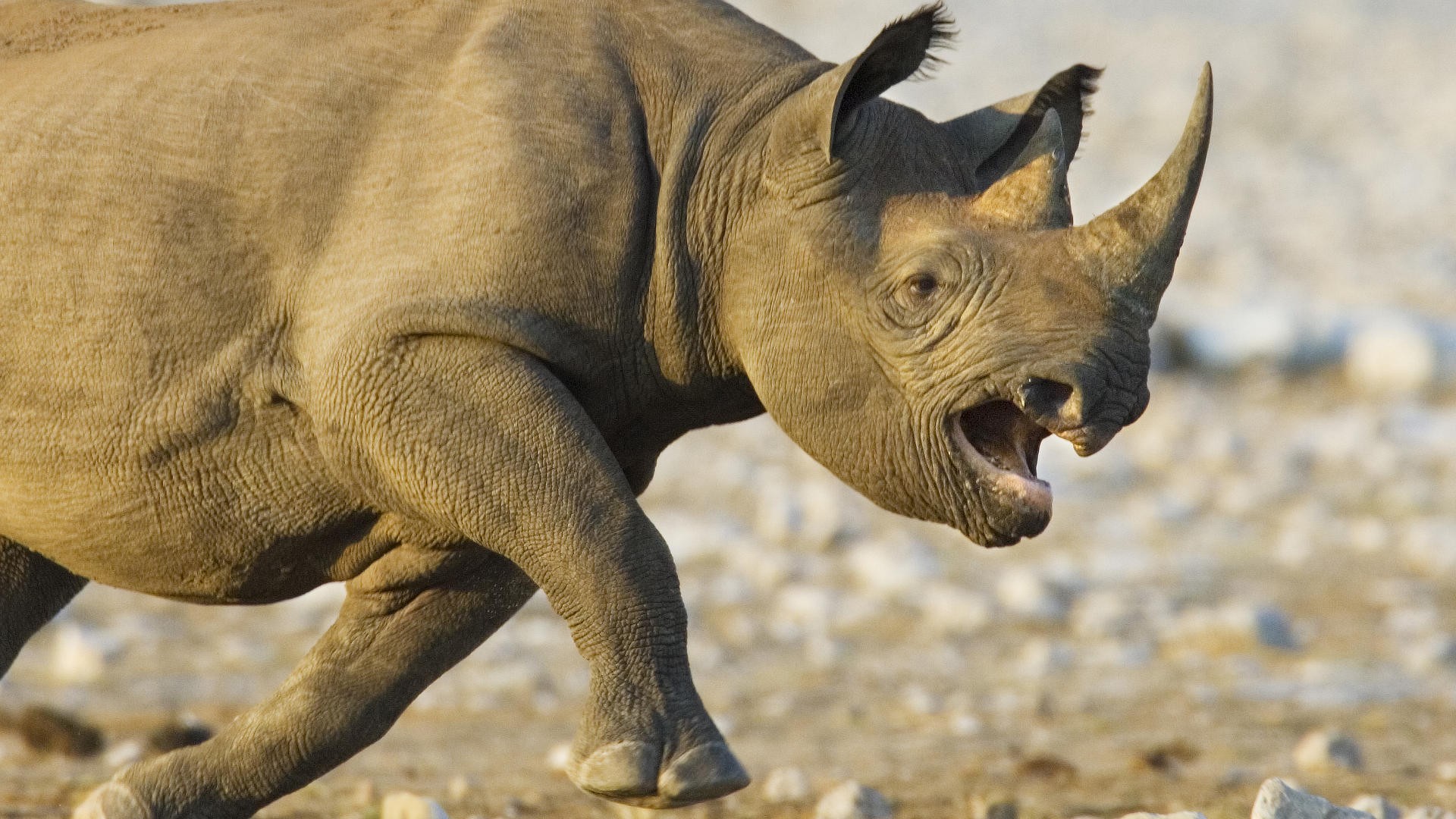 213969 скачать картинку носорог, животные - обои и заставки бесплатно