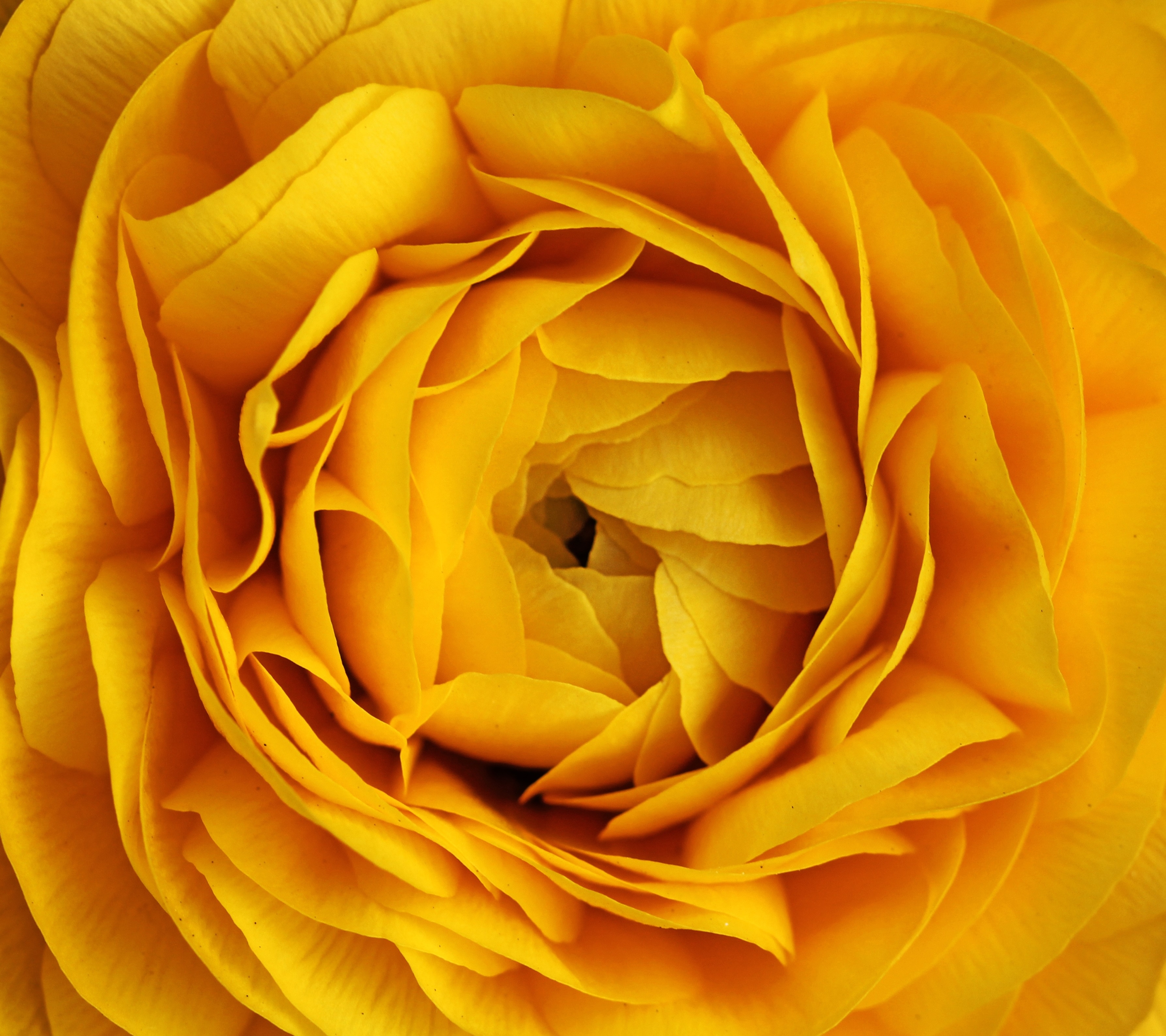 Download mobile wallpaper Nature, Flowers, Flower, Rose, Close Up, Earth, Yellow Rose, Yellow Flower for free.