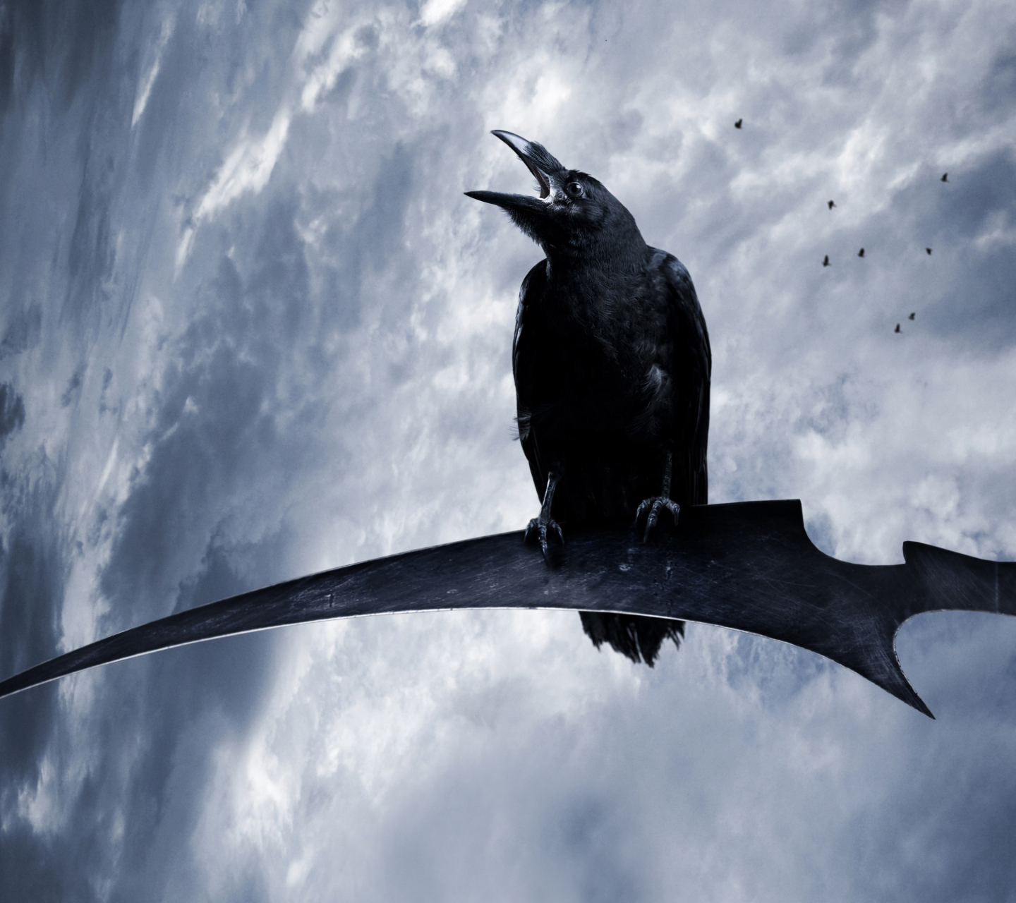 Free download wallpaper Birds, Bird, Animal, Raven, Crow, Scythe on your PC desktop