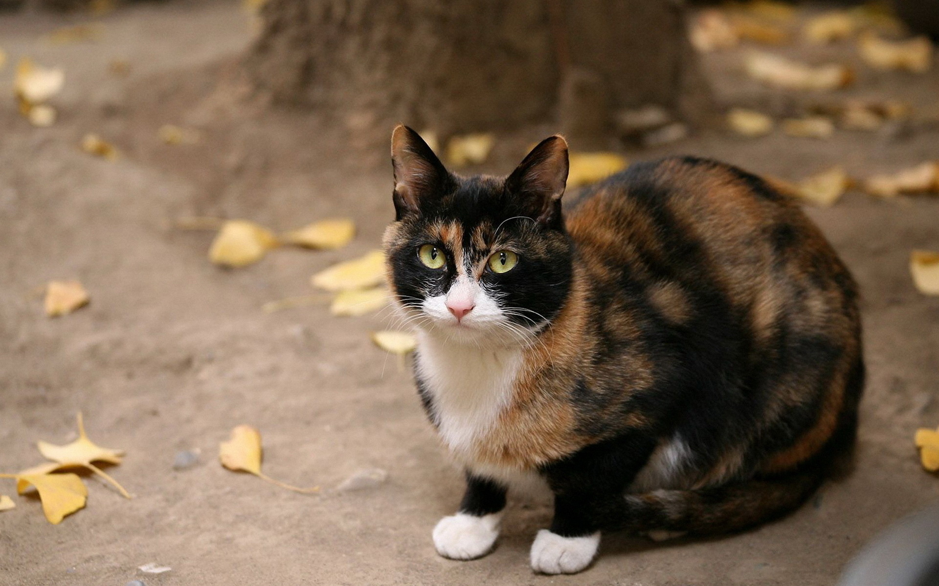 Baixe gratuitamente a imagem Gato, Gatos, Animais na área de trabalho do seu PC