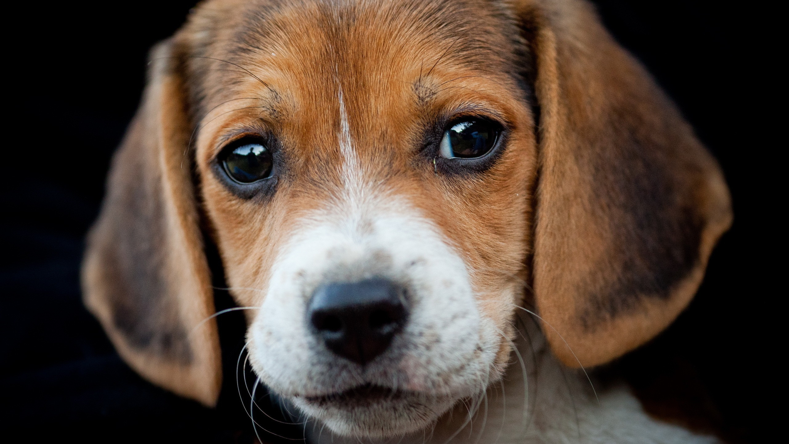 Laden Sie das Tiere, Hund, Gesicht, Beagle, Welpe-Bild kostenlos auf Ihren PC-Desktop herunter