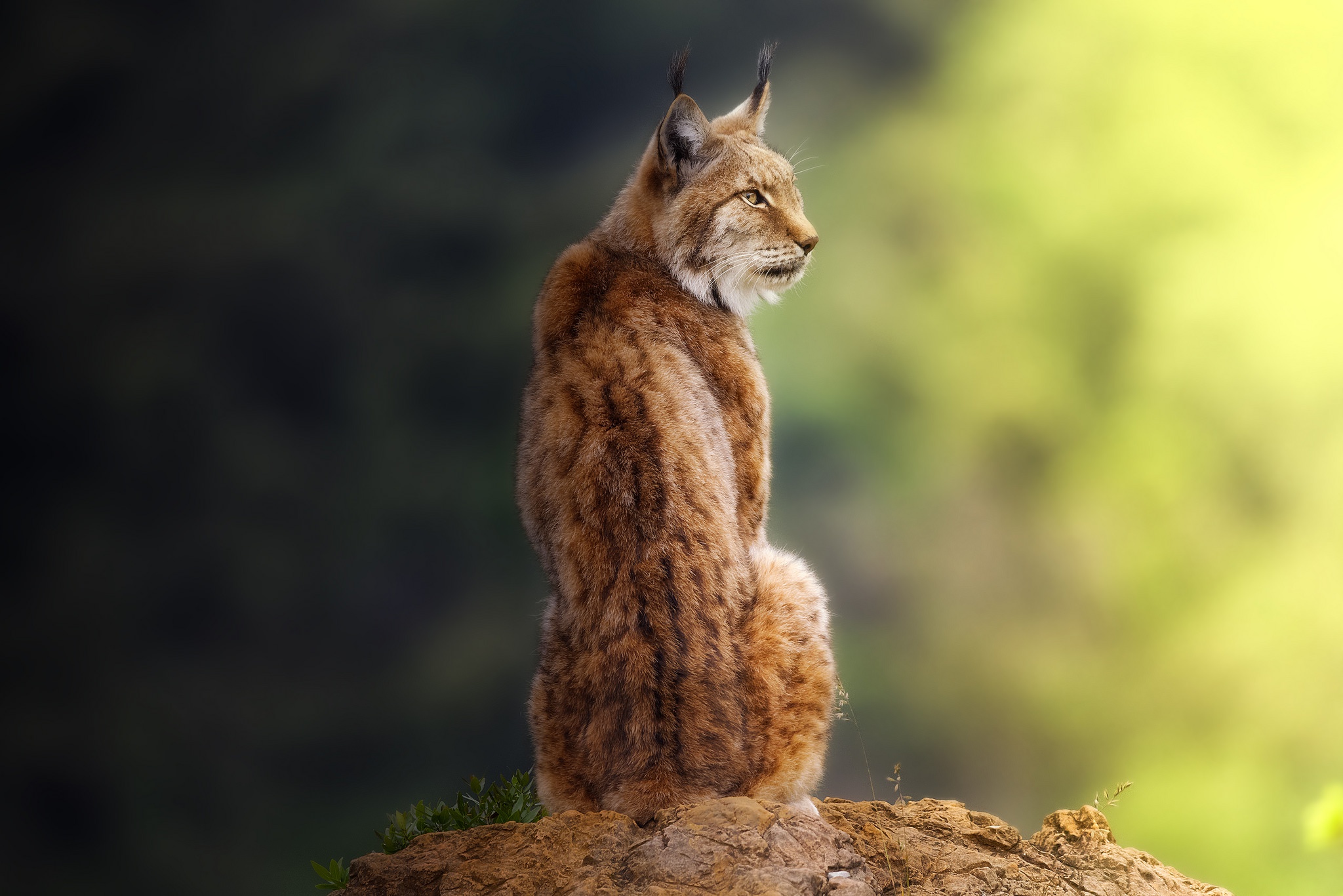 Handy-Wallpaper Tiere, Katzen, Luchs kostenlos herunterladen.