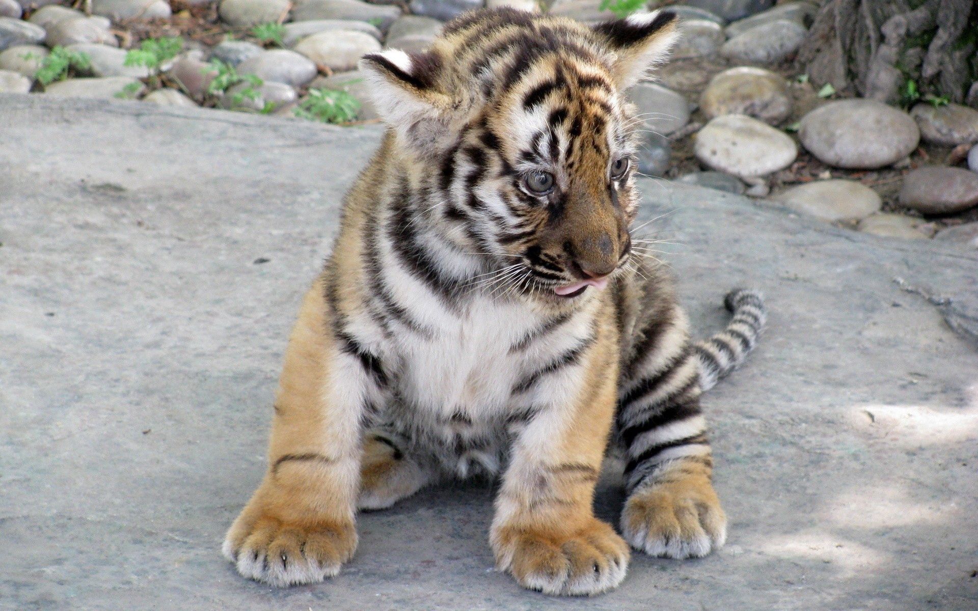 big cat, predator, tiger cub, animals, tiger