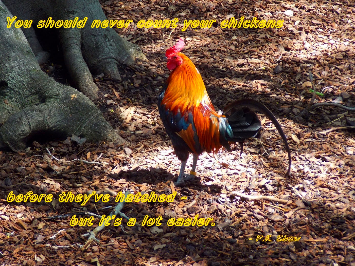 Download mobile wallpaper Funny, Bird, Word, Quote, Chicken, Misc for free.