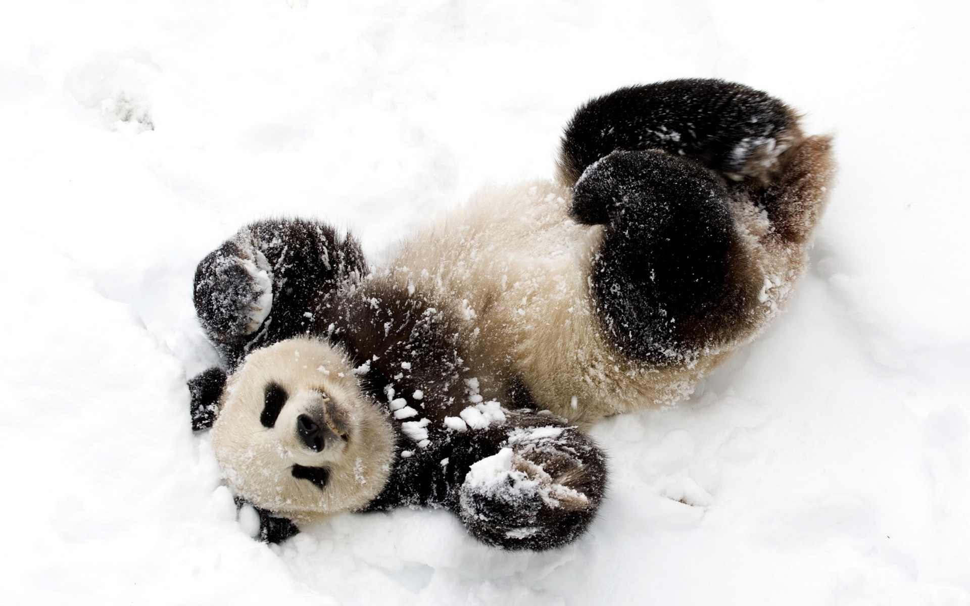 animal, panda, cute, playing, snow