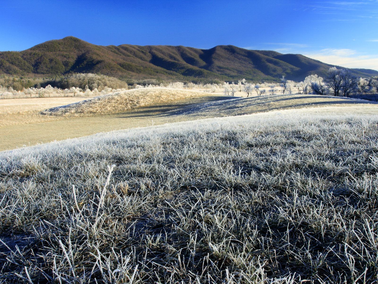 Laden Sie das Natur, Grass, Morgen, Rauhreif, Feld, Frost-Bild kostenlos auf Ihren PC-Desktop herunter