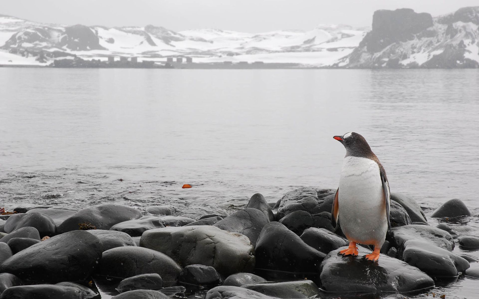 無料モバイル壁紙ストーンズ, 動物, 地平線, 海, ペンギンをダウンロードします。