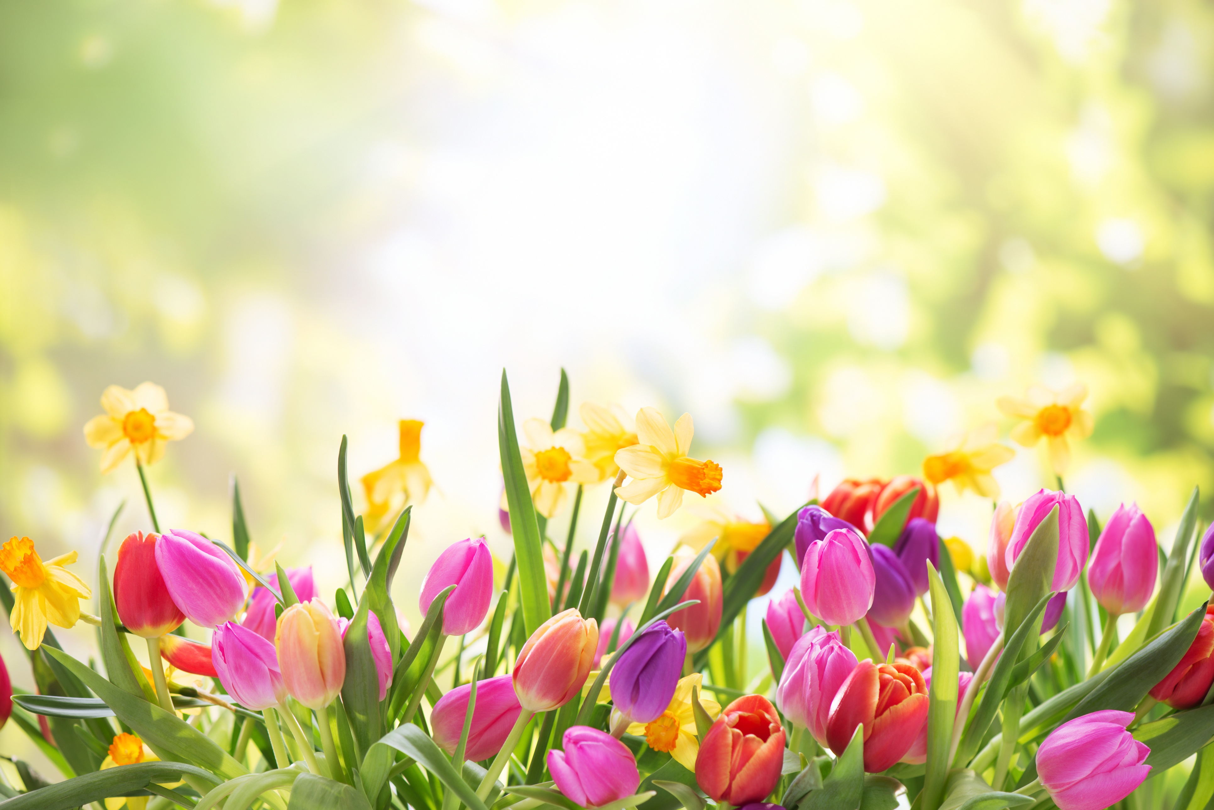 Free download wallpaper Flowers, Flower, Earth, Tulip, Daffodil on your PC desktop