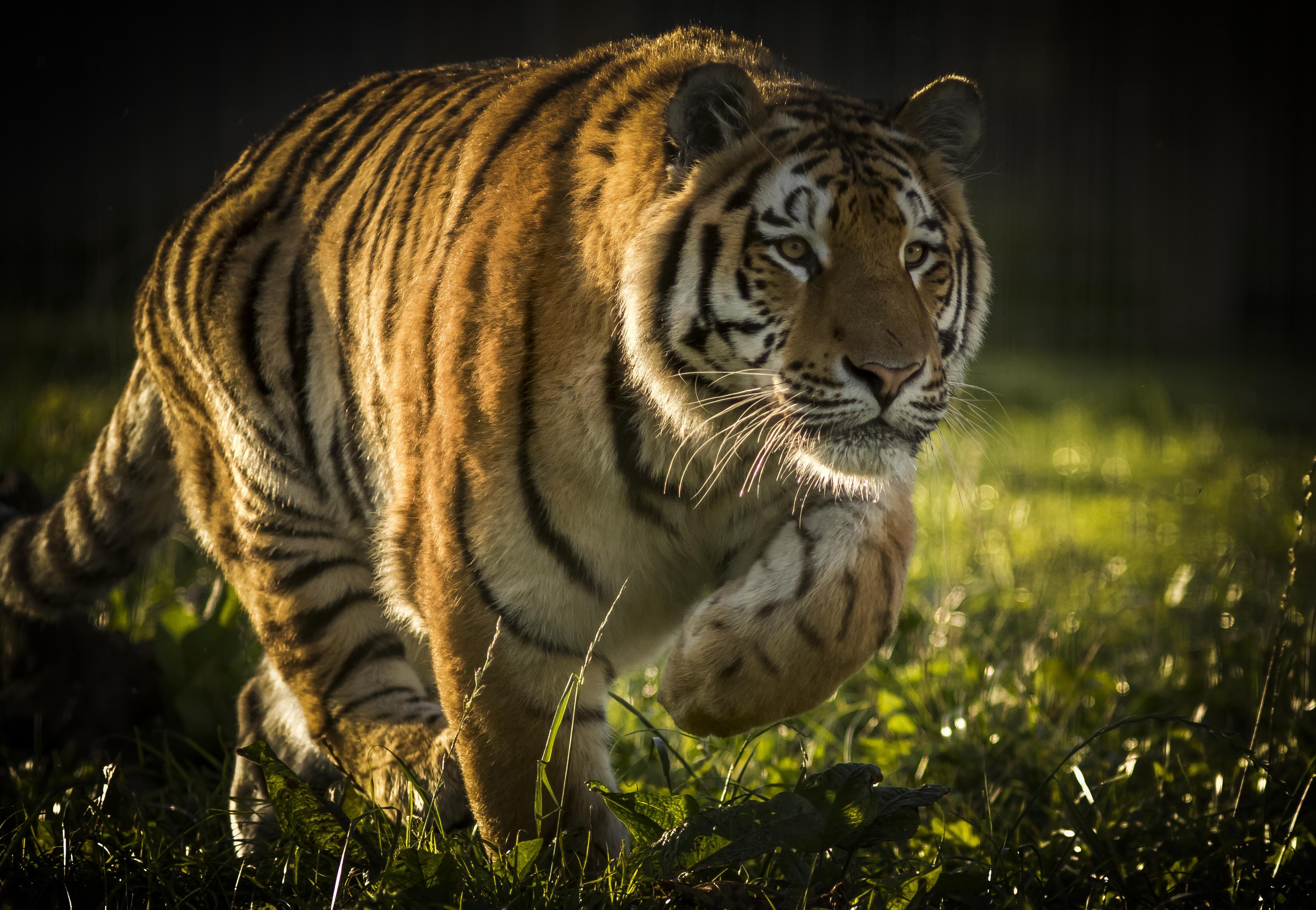 Baixe gratuitamente a imagem Animais, Gatos, Tigre na área de trabalho do seu PC