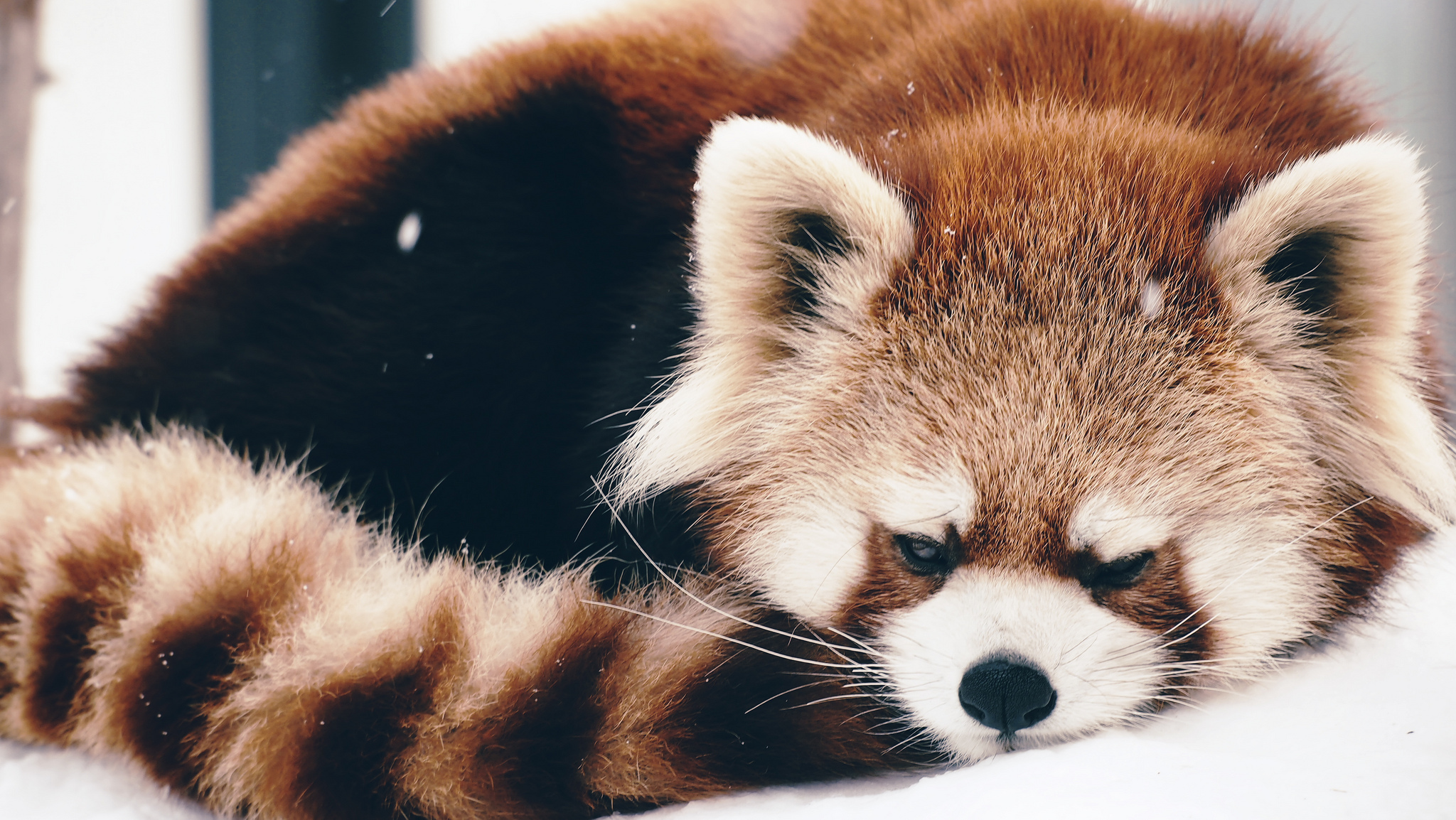 128300 Bild herunterladen tiere, flauschige, sich hinlegen, liegen, panda, roter panda - Hintergrundbilder und Bildschirmschoner kostenlos