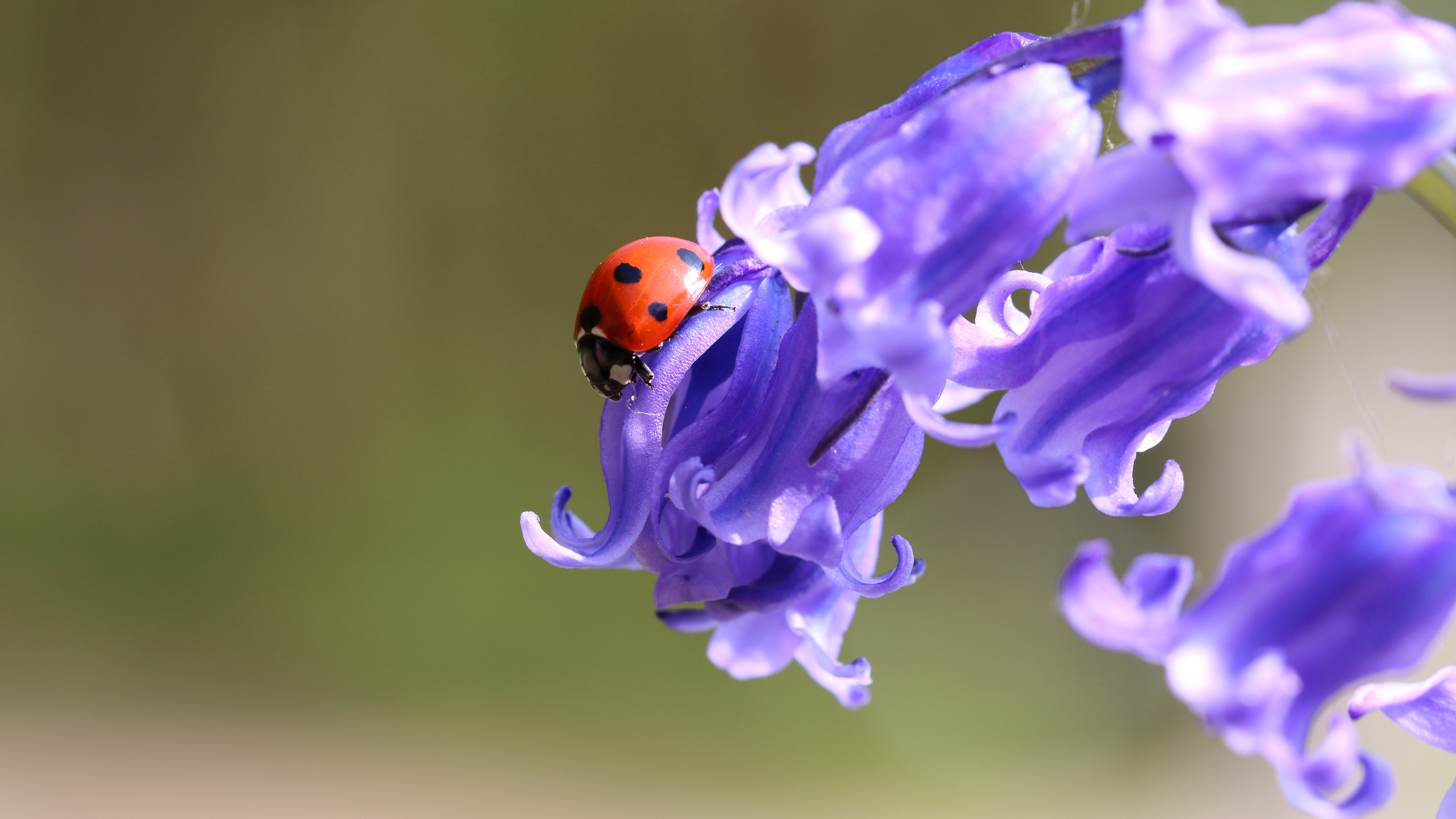 Download mobile wallpaper Macro, Insect, Animal, Ladybug, Purple Flower for free.