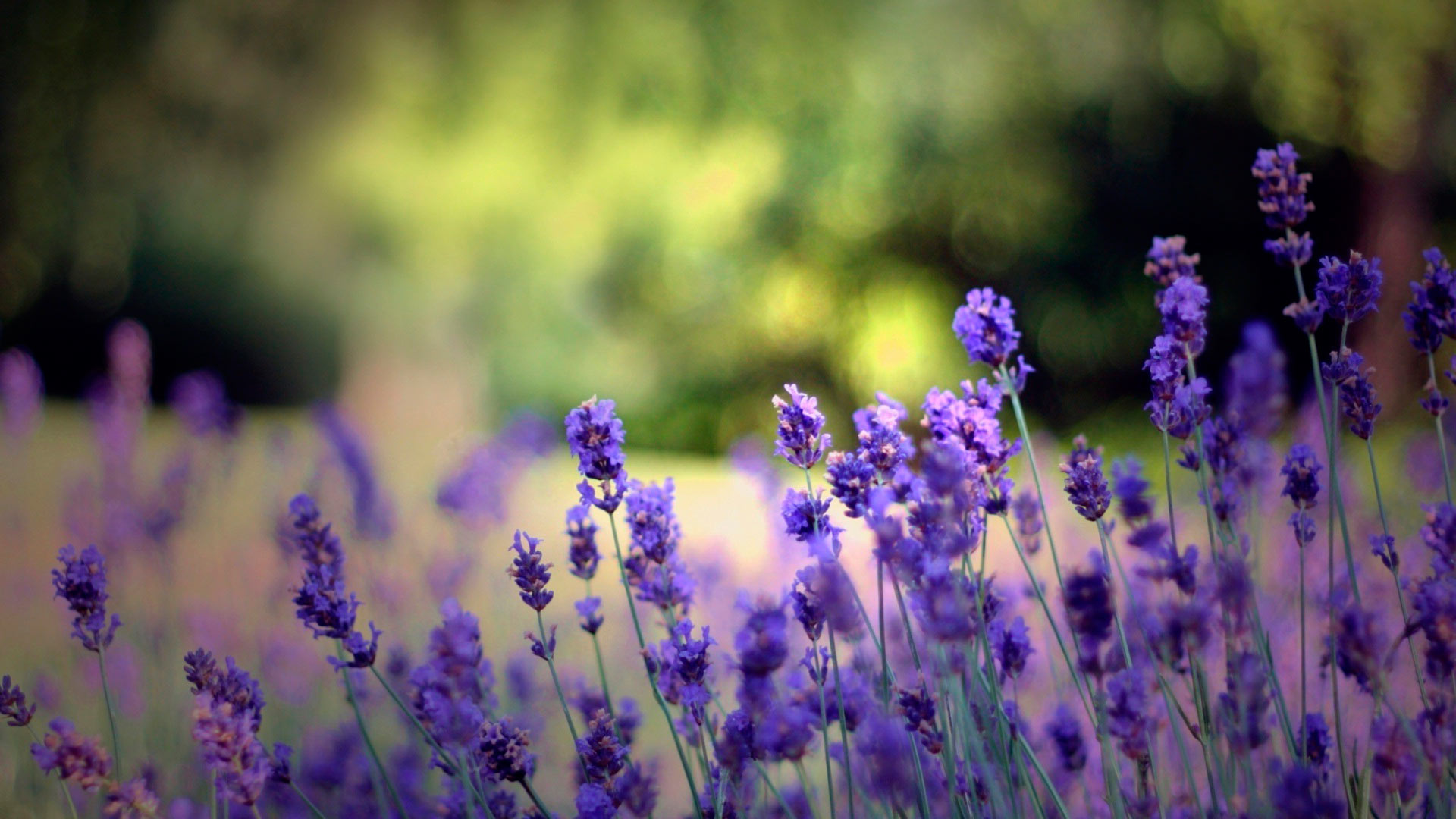 Descarga gratuita de fondo de pantalla para móvil de Flores, Flor, Tierra/naturaleza.