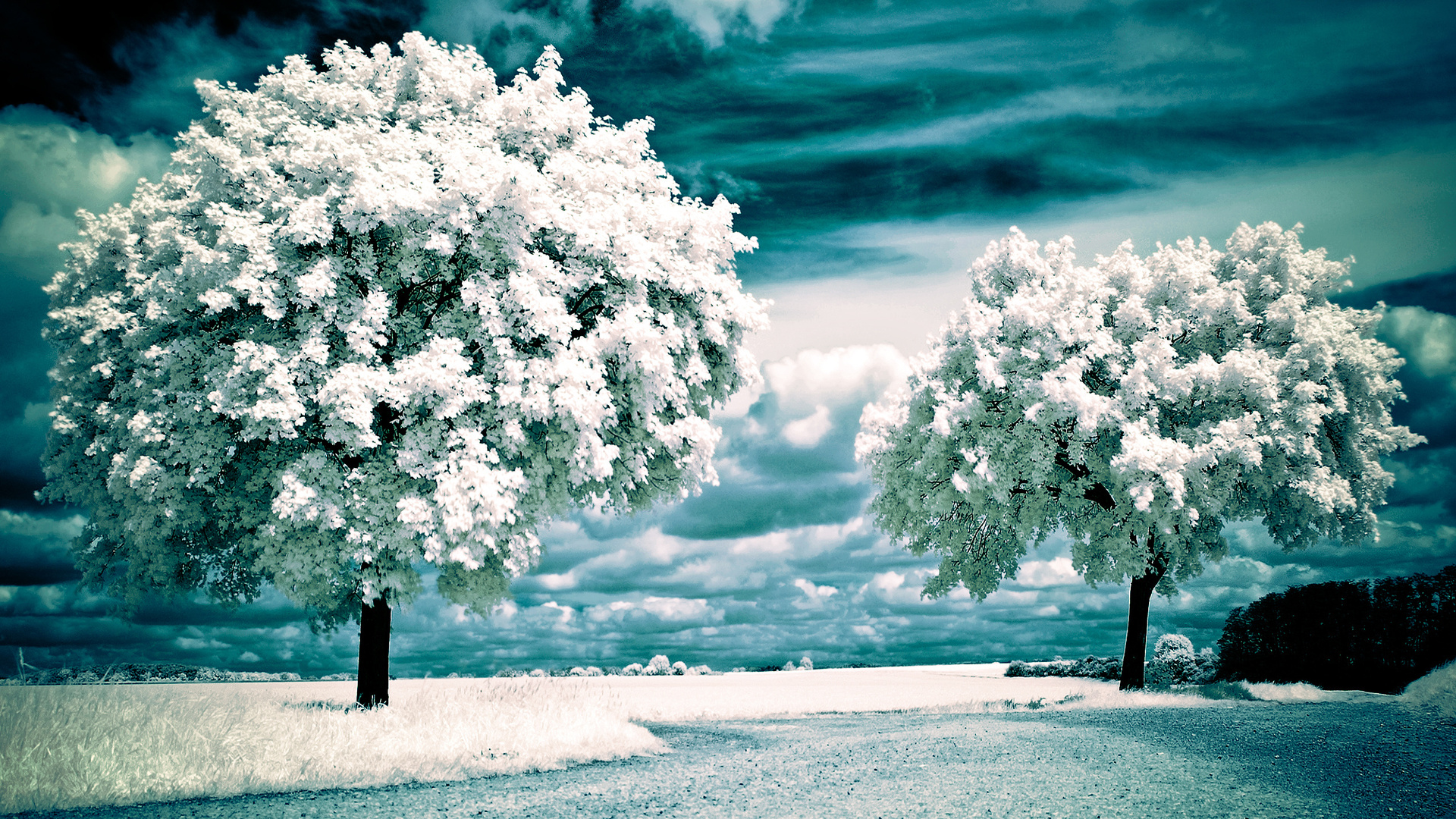 Free download wallpaper Tree, Earth, Blossom on your PC desktop