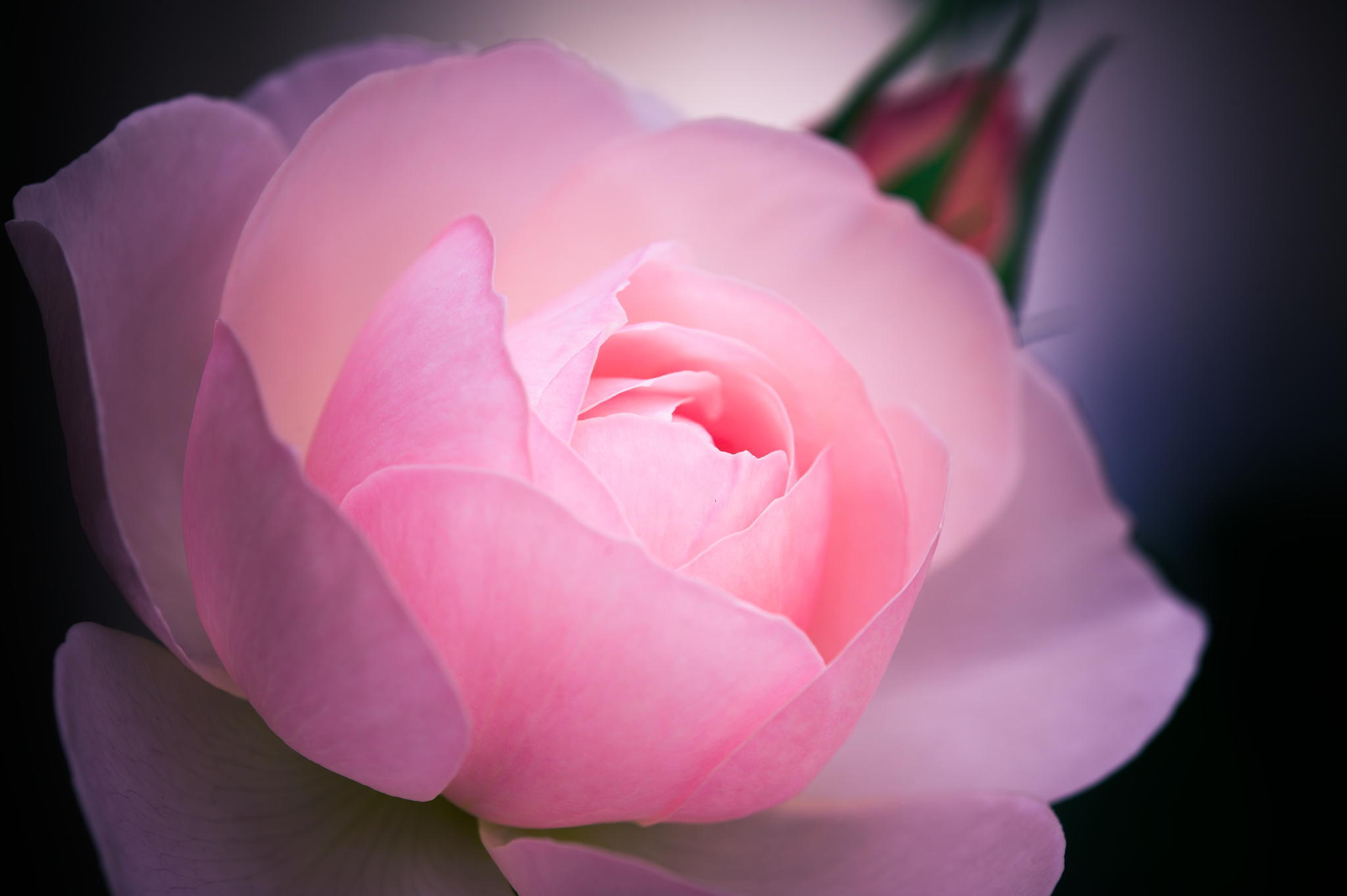 Téléchargez gratuitement l'image Fleurs, Rose, Terre/nature sur le bureau de votre PC