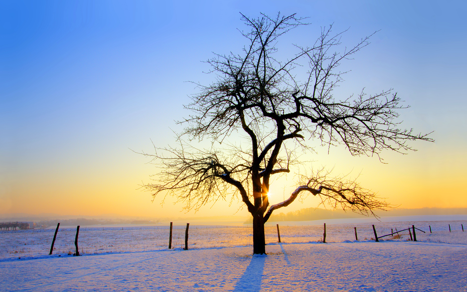 Laden Sie das Baum, Erde/natur-Bild kostenlos auf Ihren PC-Desktop herunter