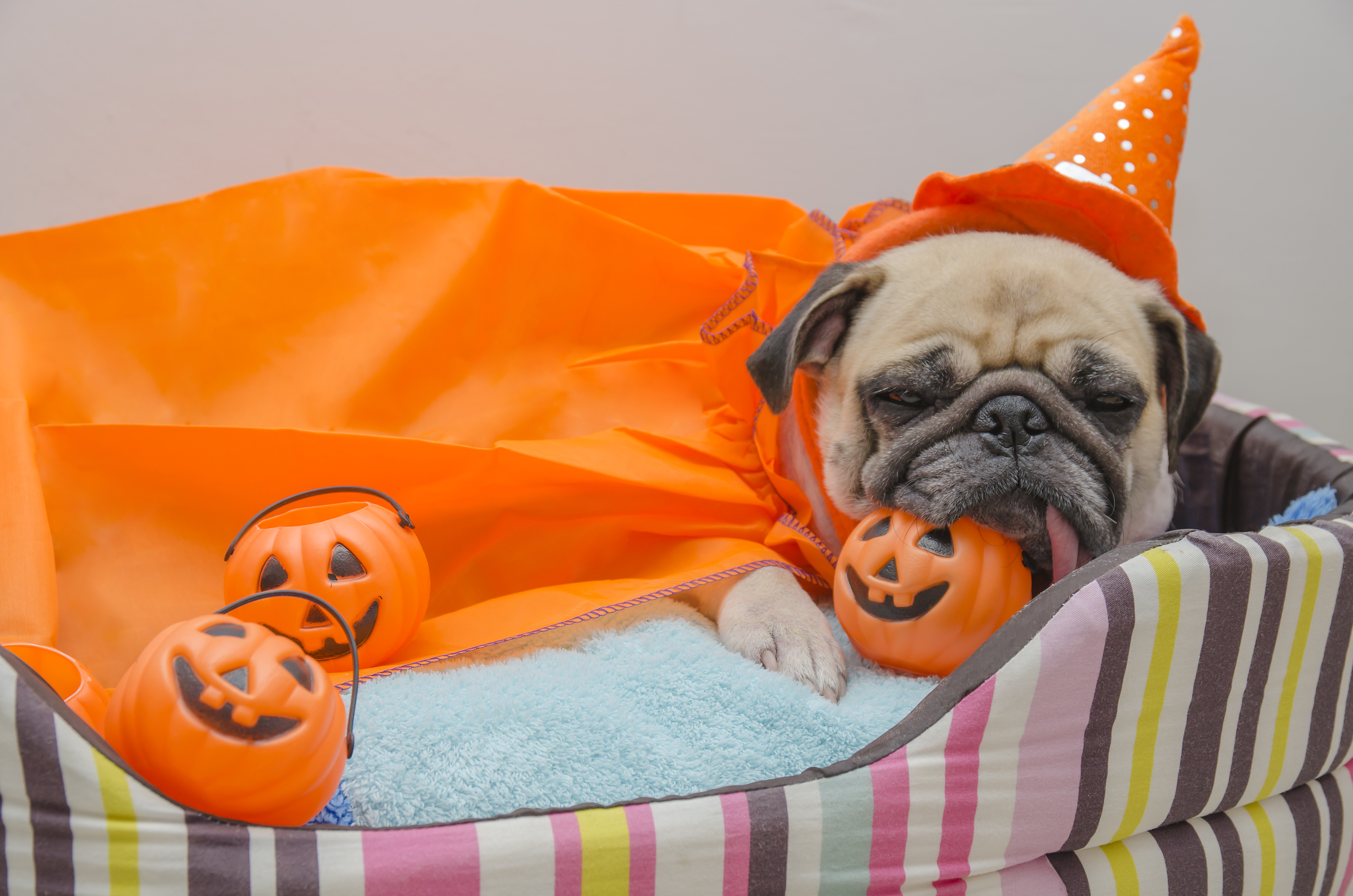Download mobile wallpaper Dogs, Halloween, Dog, Animal, Pug for free.