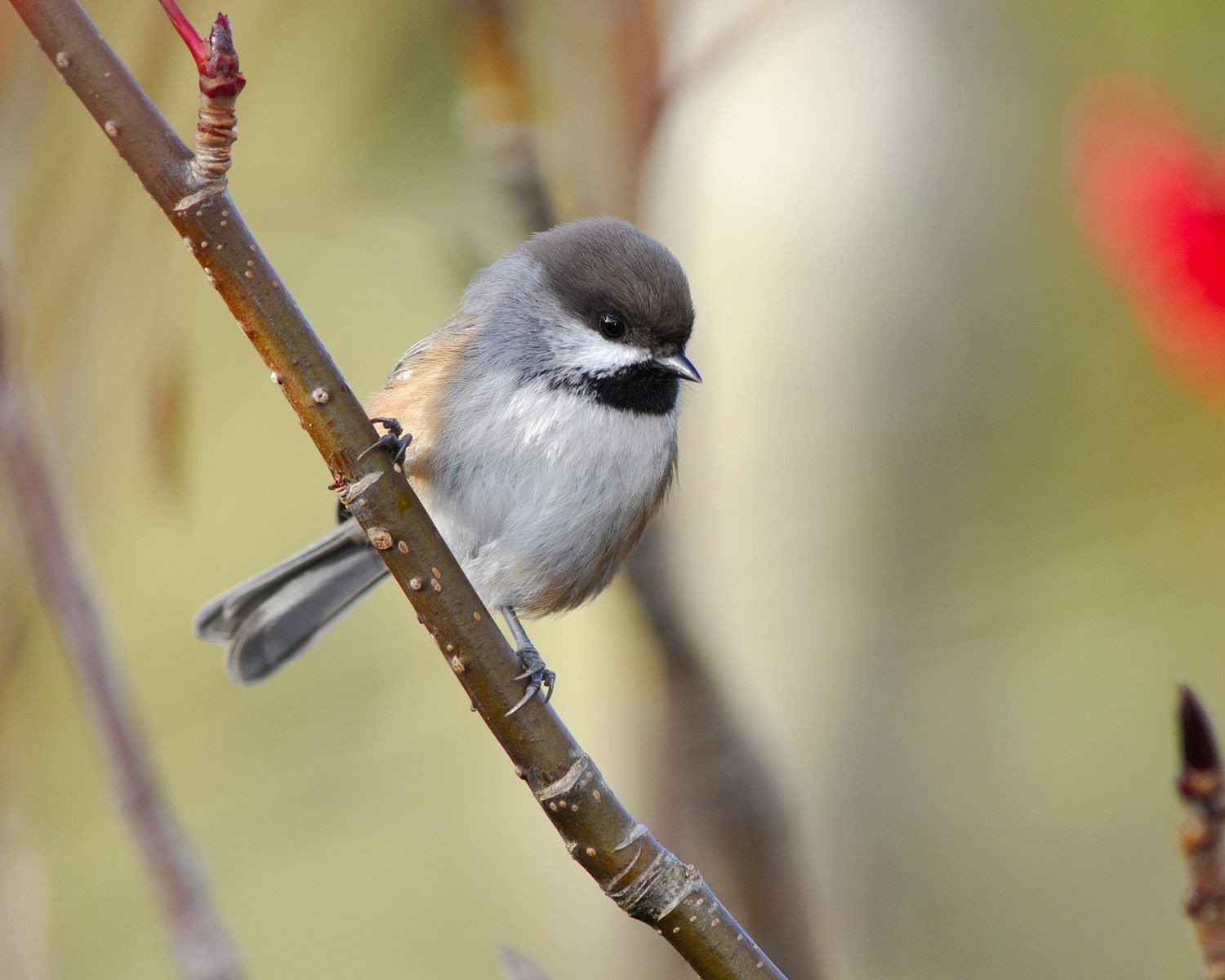 Téléchargez gratuitement l'image Oiseau, Des Oiseaux, Animaux sur le bureau de votre PC