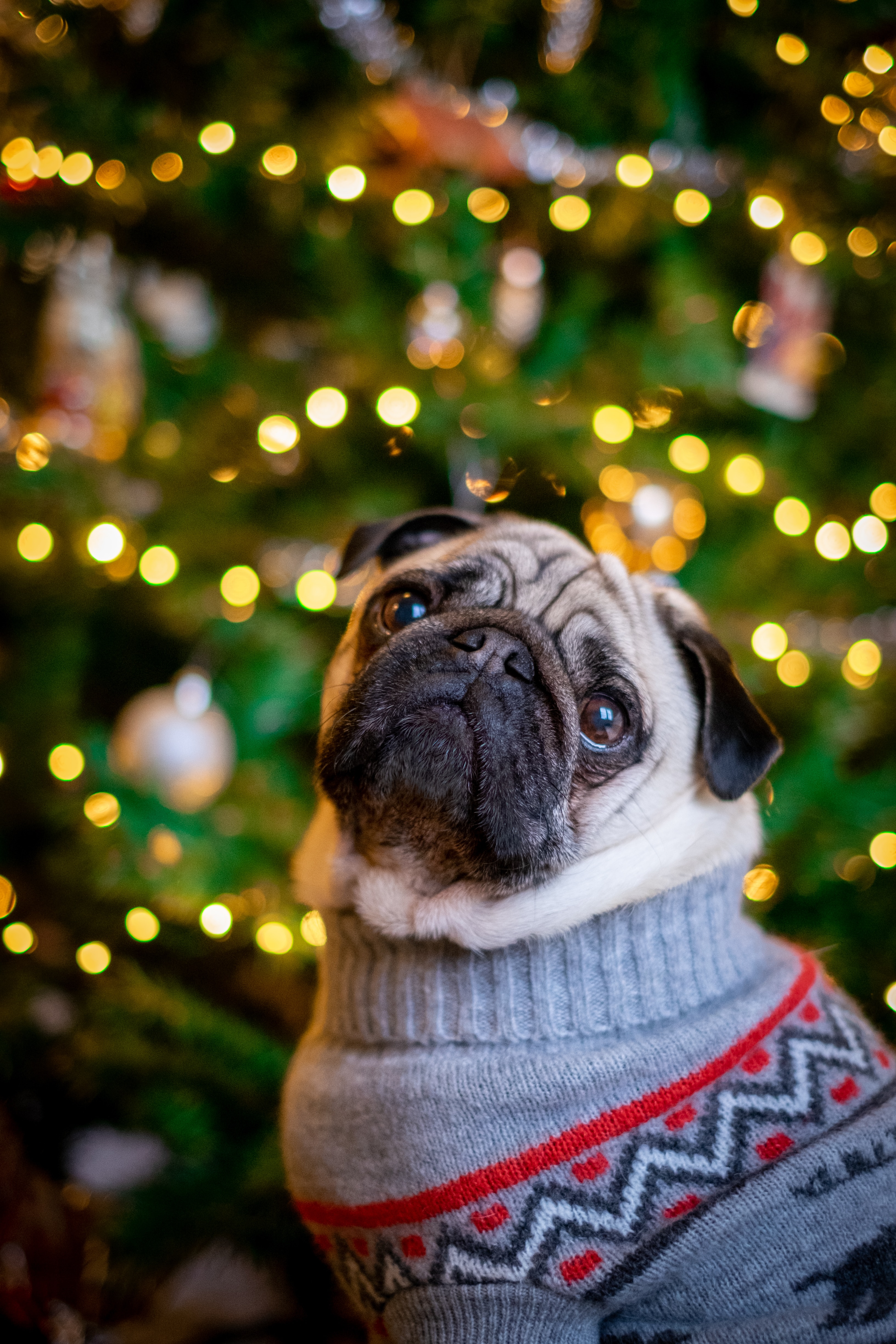 Cool Wallpapers pug, animals, new year, dog, nice, sweetheart, christmas tree