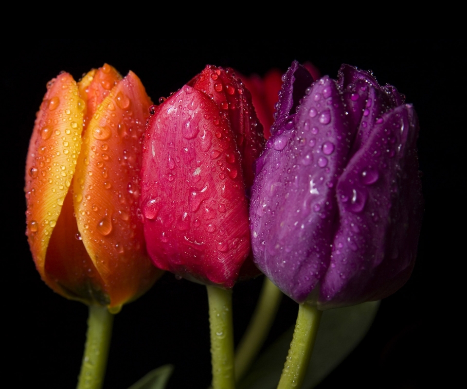 Handy-Wallpaper Blumen, Blume, Tulpe, Wassertropfen, Erde/natur kostenlos herunterladen.