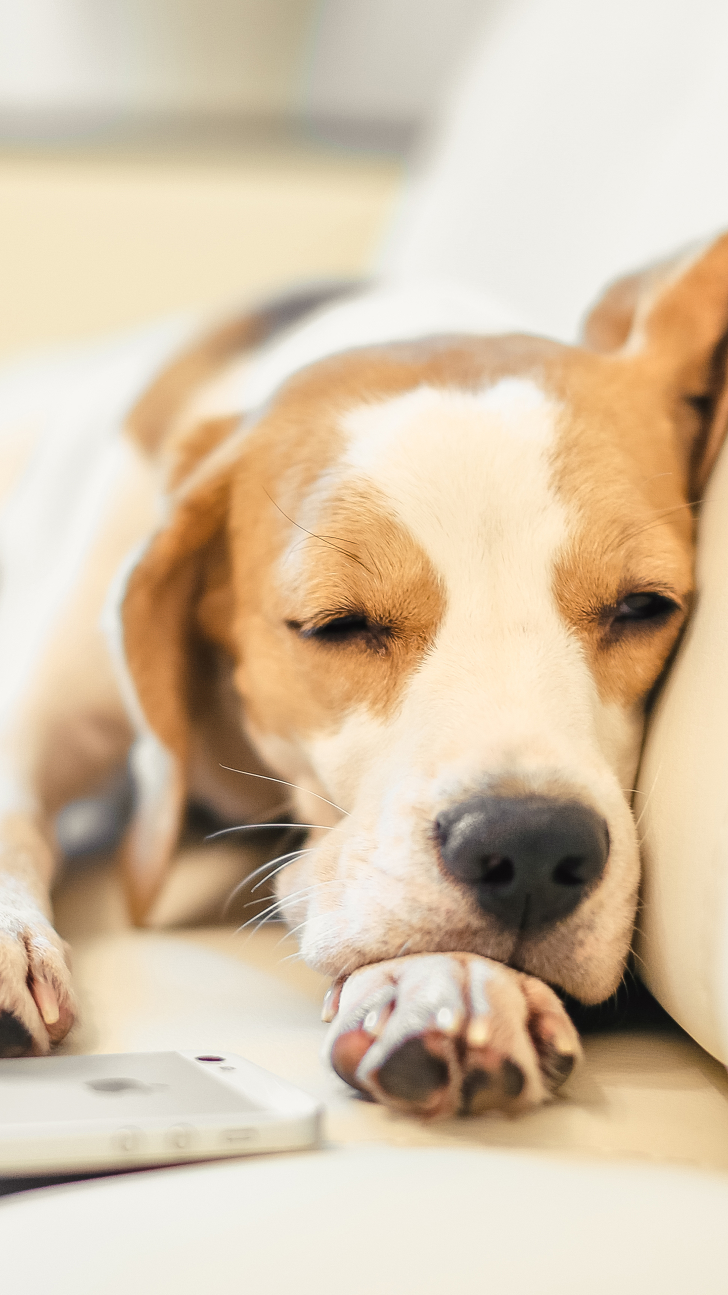 Download mobile wallpaper Dogs, Dog, Muzzle, Animal, Sleeping, Beagle for free.