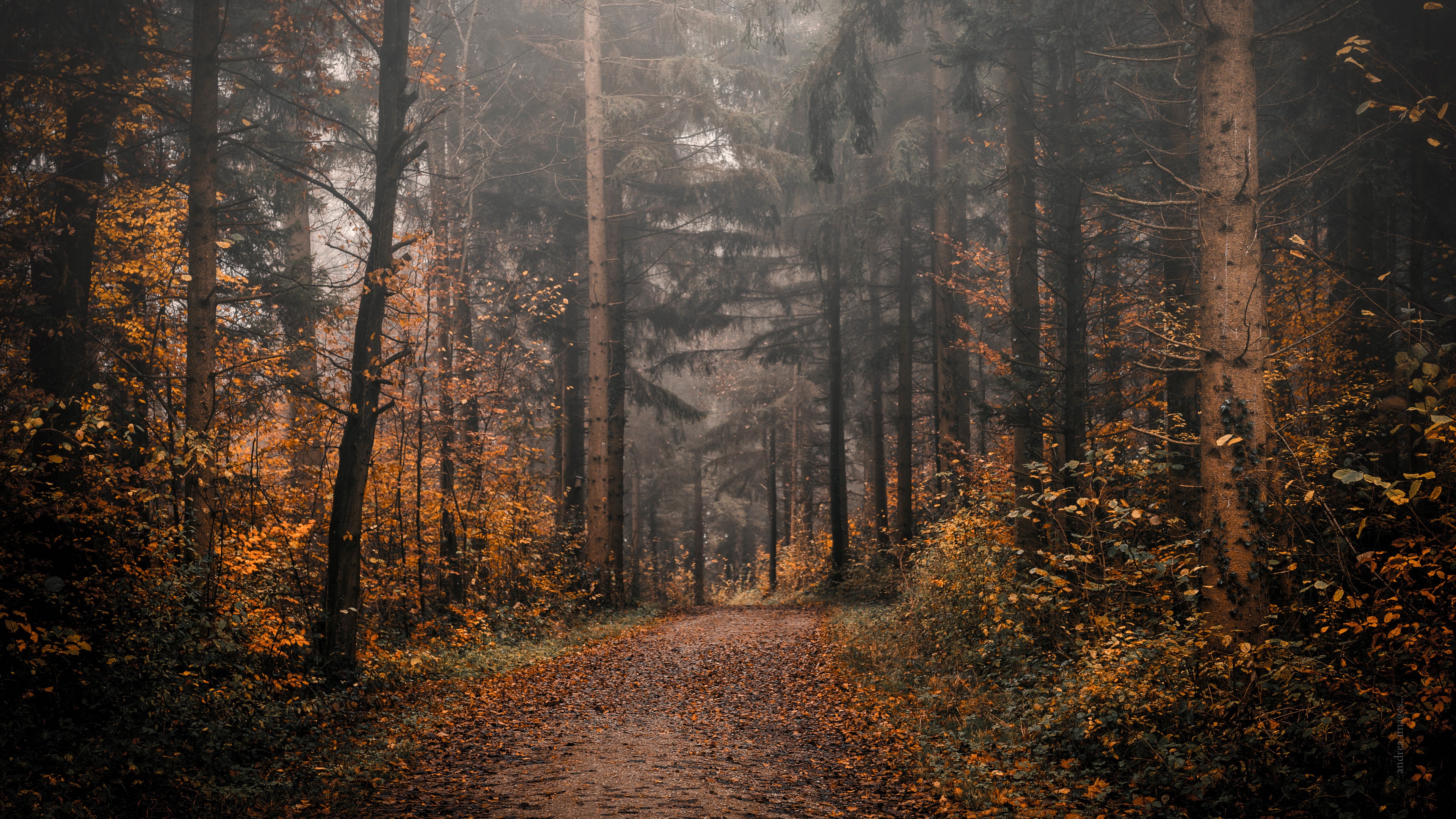 Laden Sie das Natur, Herbst, Wald, Pfad, Erde/natur-Bild kostenlos auf Ihren PC-Desktop herunter