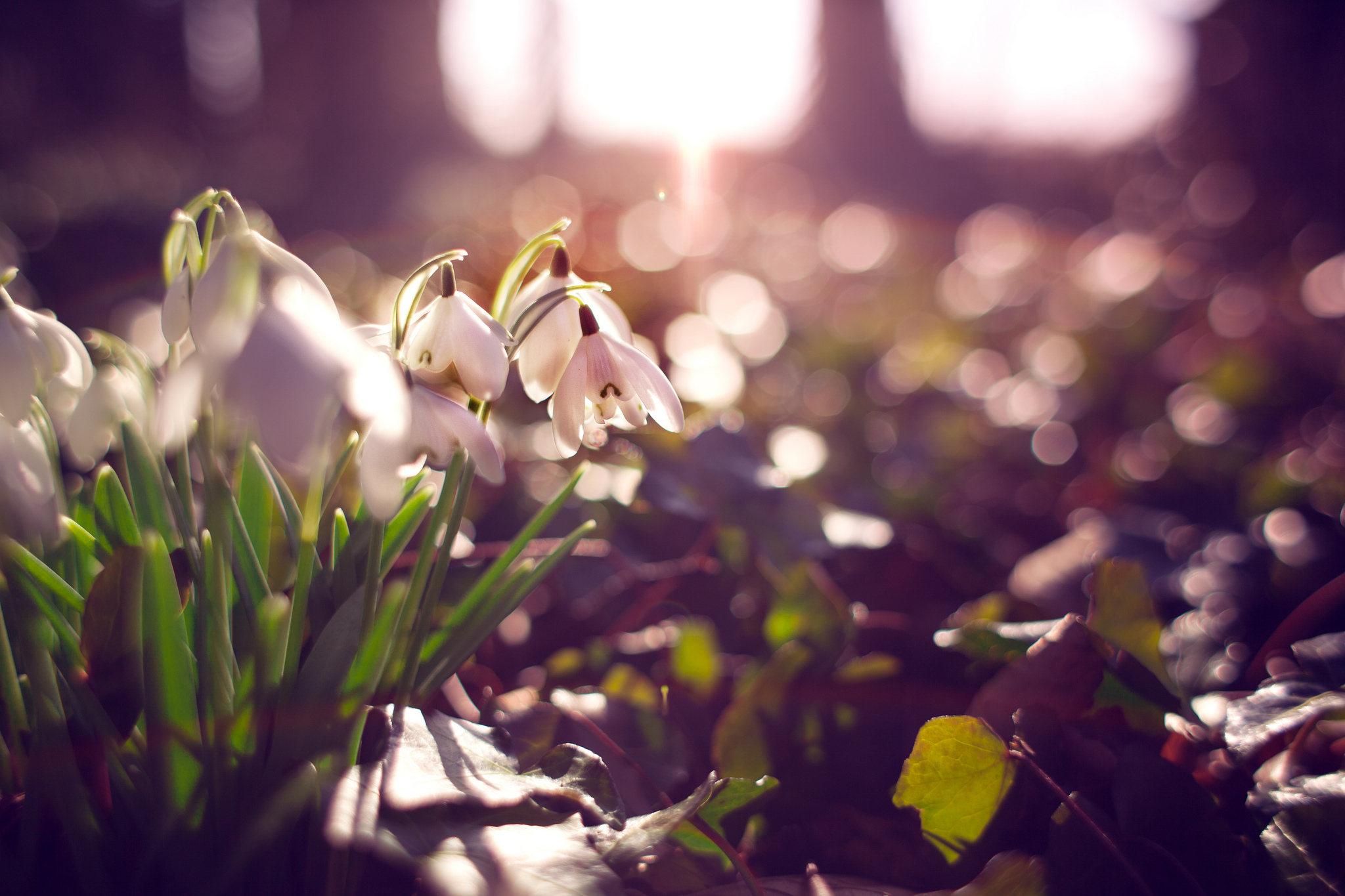 Laden Sie das Blumen, Schneeglöckchen, Blume, Bokeh, Weiße Blume, Erde/natur-Bild kostenlos auf Ihren PC-Desktop herunter