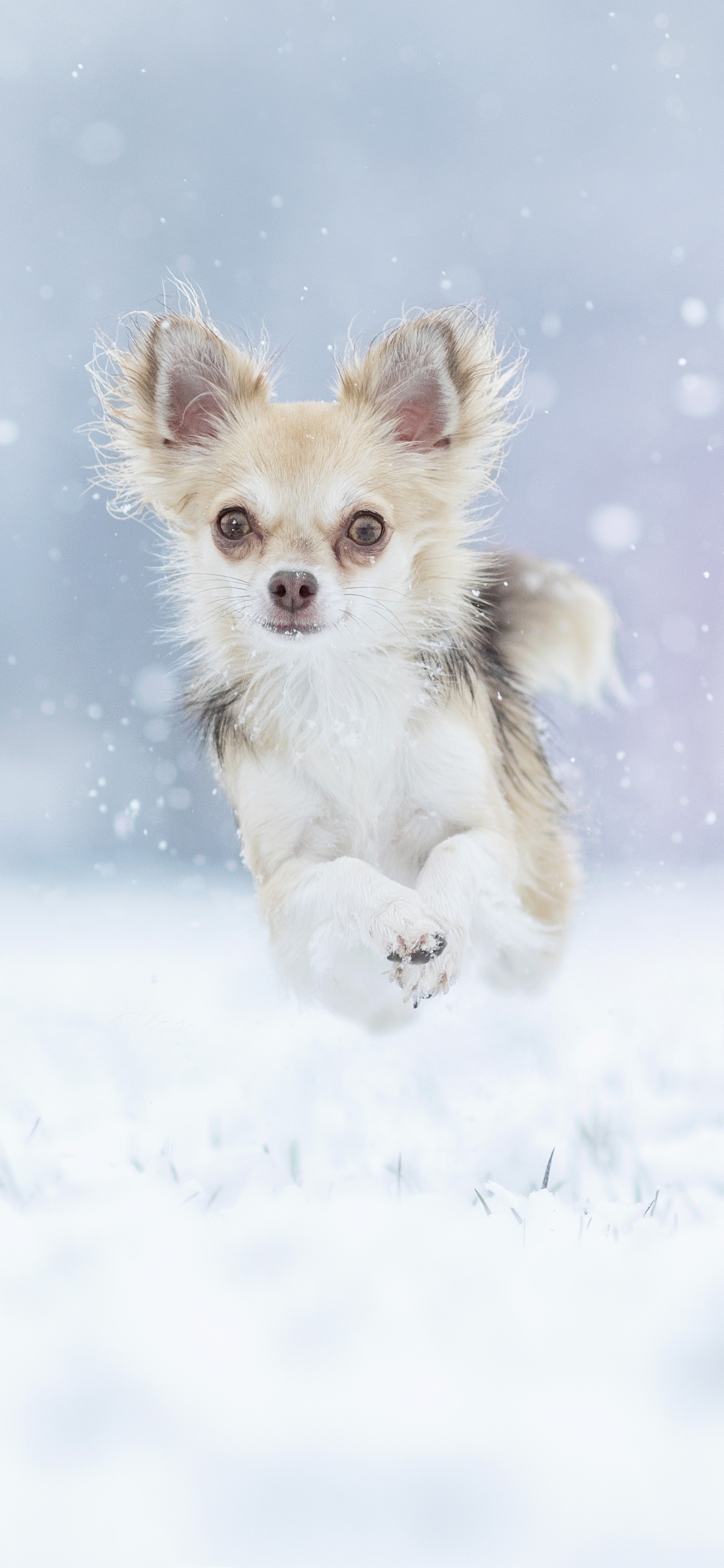 Laden Sie das Tiere, Winter, Hunde, Hund, Chihuahua-Bild kostenlos auf Ihren PC-Desktop herunter