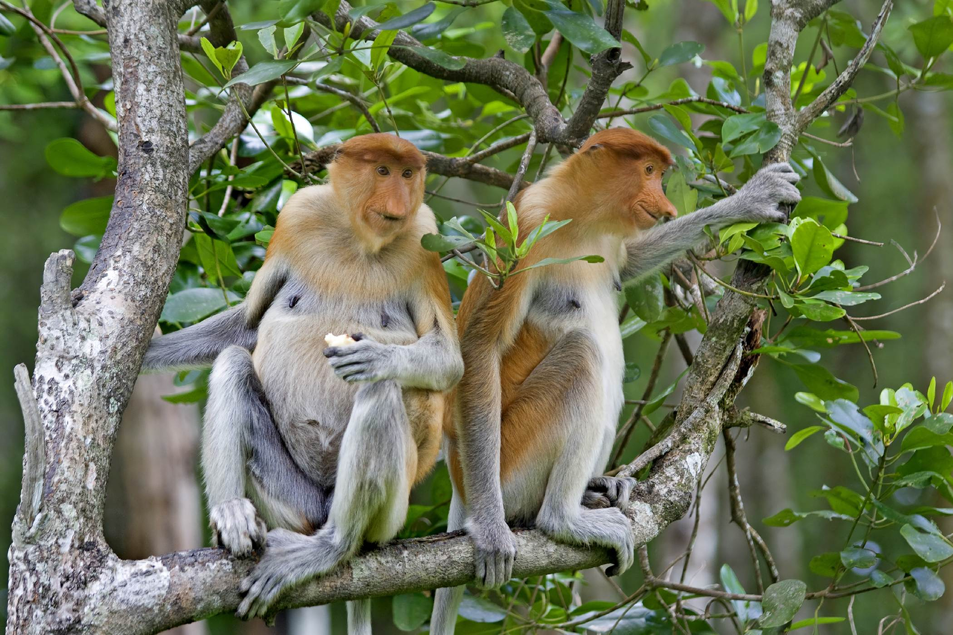 Download mobile wallpaper Monkeys, Monkey, Animal, Proboscis Monkey for free.