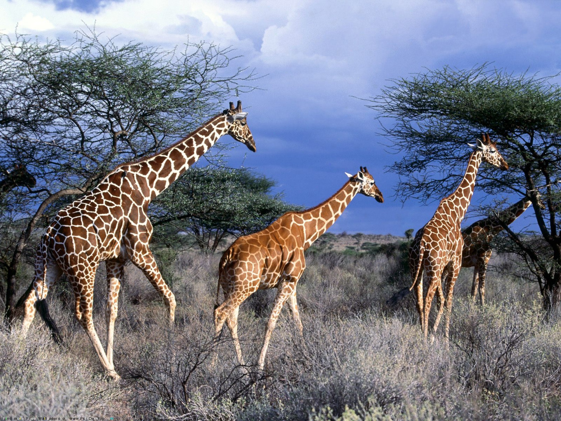 Laden Sie das Tiere, Giraffe-Bild kostenlos auf Ihren PC-Desktop herunter