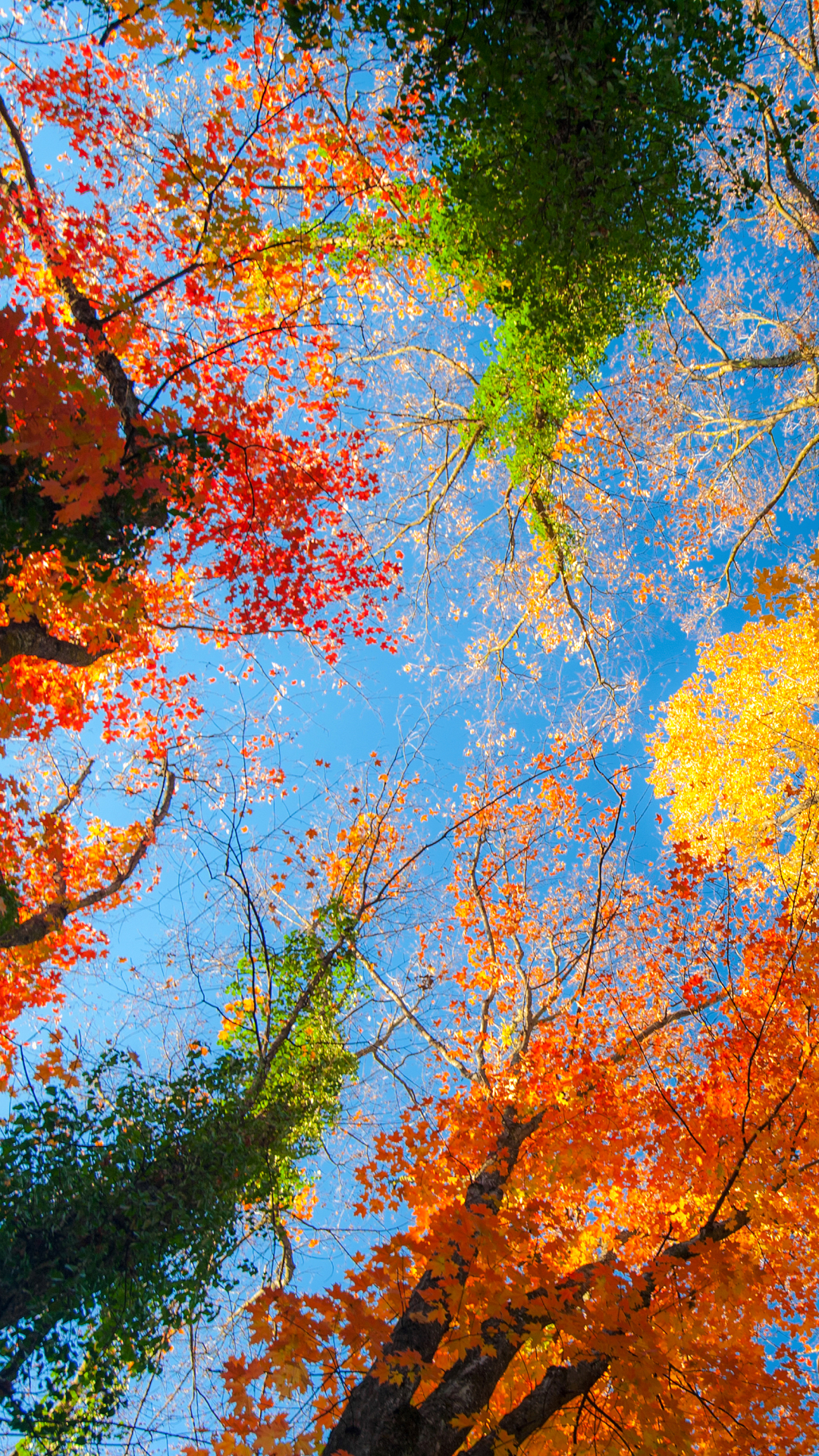 Download mobile wallpaper Nature, Tree, Fall, Earth, Treetops for free.