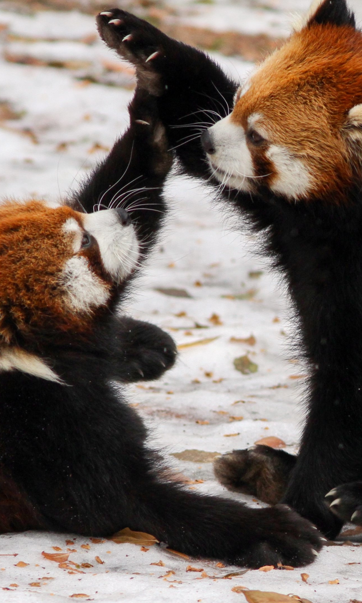 Handy-Wallpaper Tiere, Kleiner Panda kostenlos herunterladen.