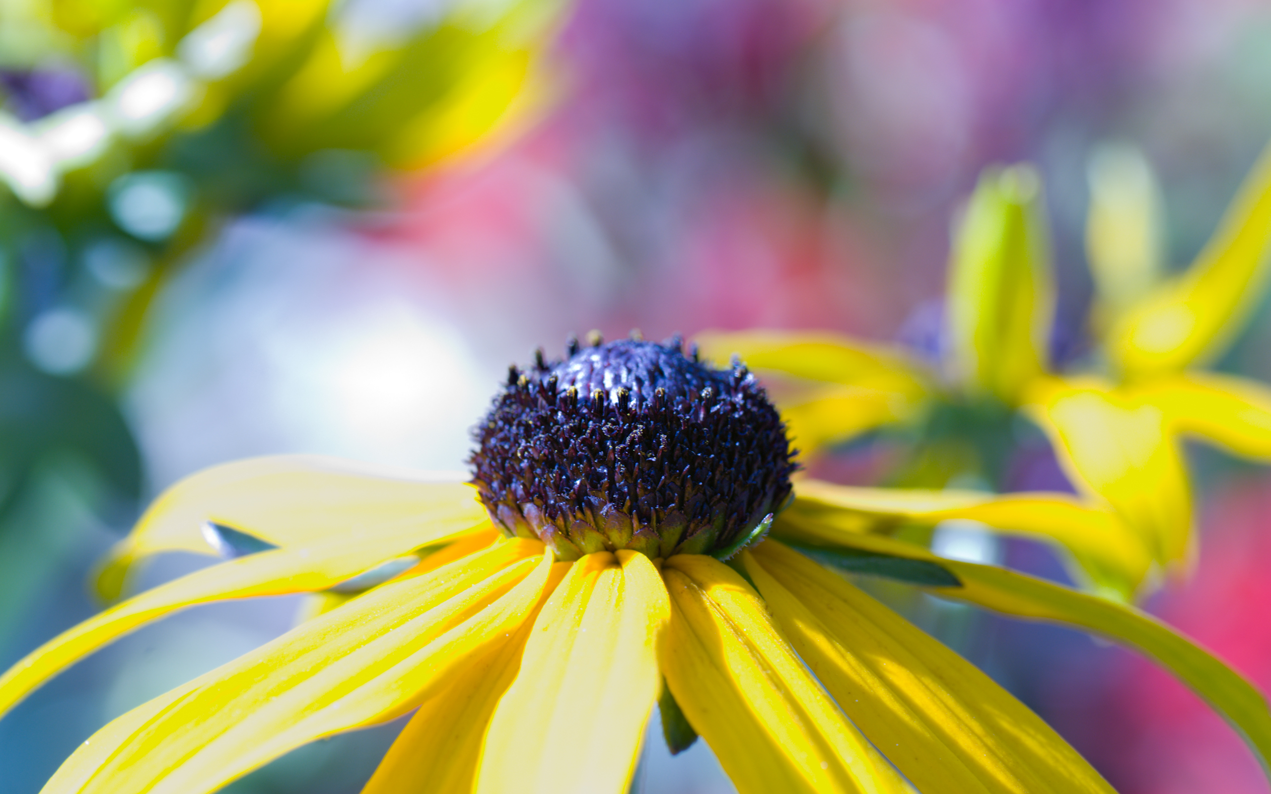 Free download wallpaper Flower, Earth on your PC desktop