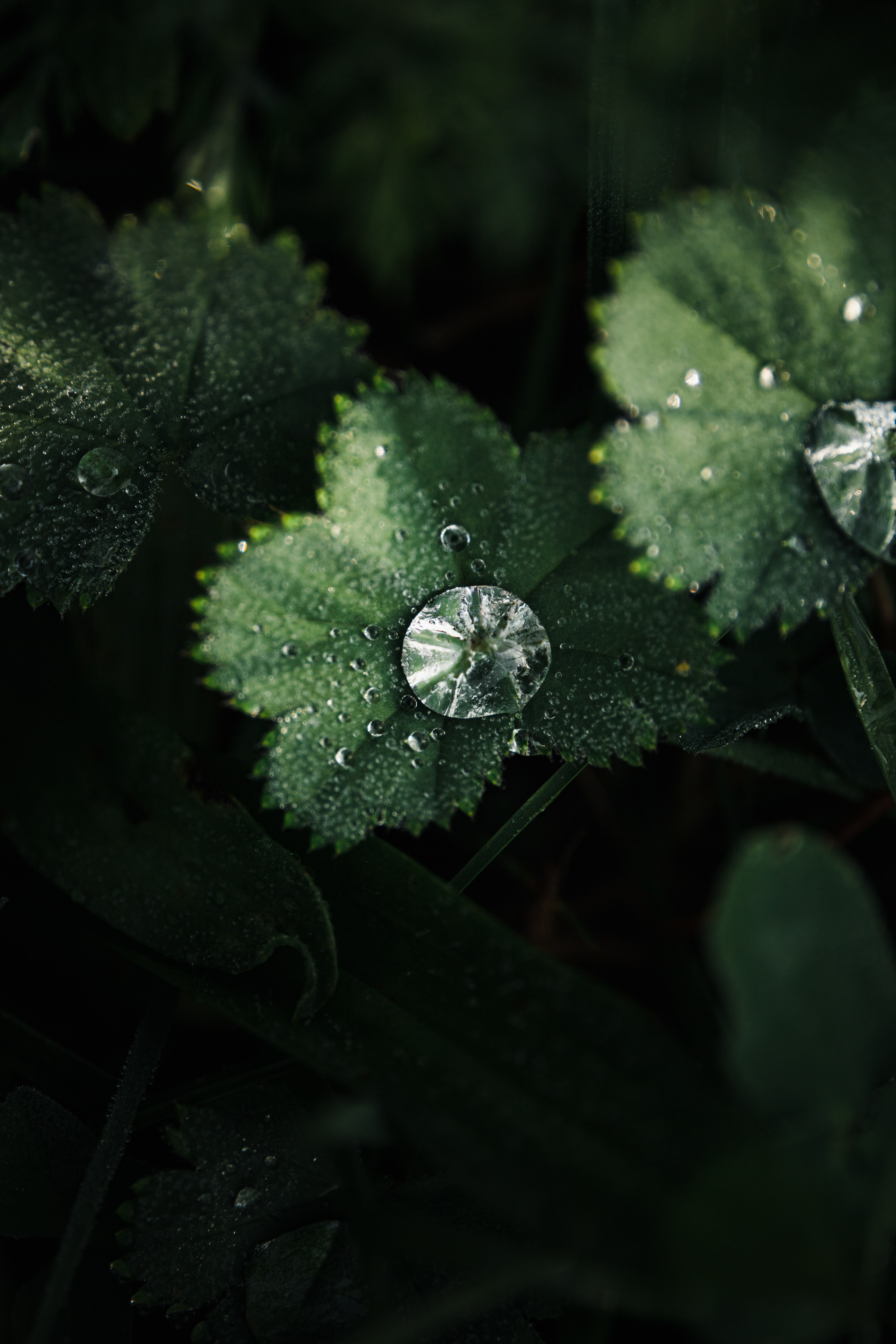 Download mobile wallpaper Leaves, Macro, Dew, Drops for free.