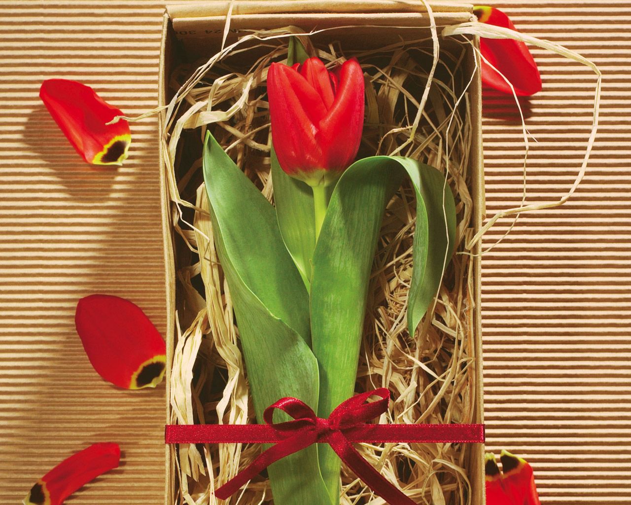 wallpapers tulip, present, flowers, flower, petals, box, gift, bow, capsule