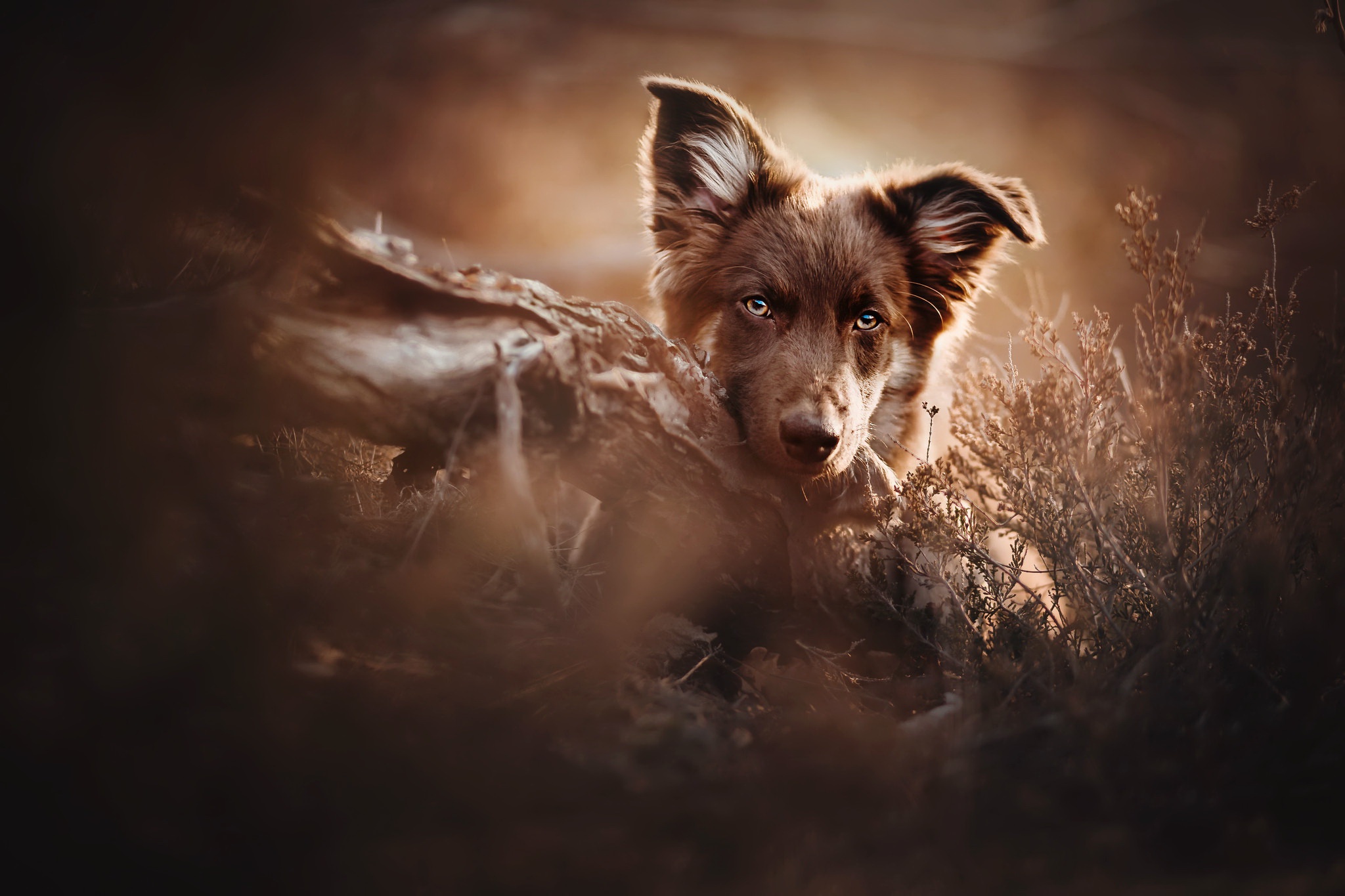 Free download wallpaper Dogs, Dog, Animal on your PC desktop