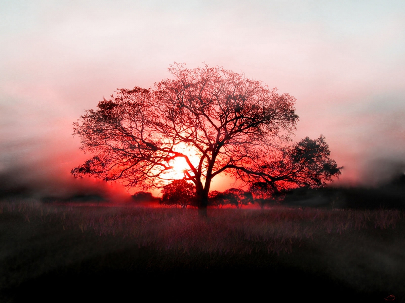 無料モバイル壁紙木, 日没, 風景をダウンロードします。