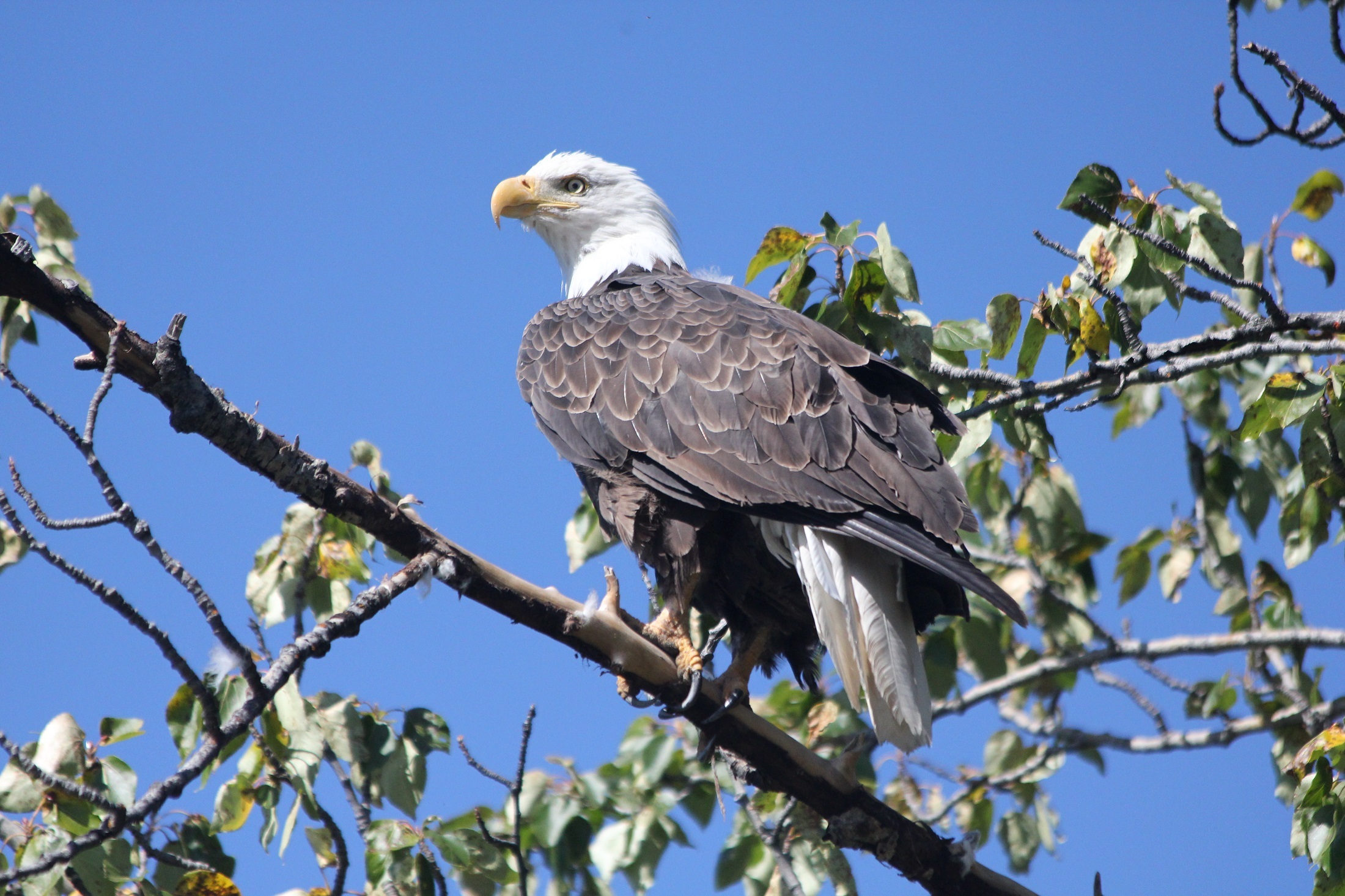 Descarga gratuita de fondo de pantalla para móvil de Animales, Águila Calva, Aves, Ave.