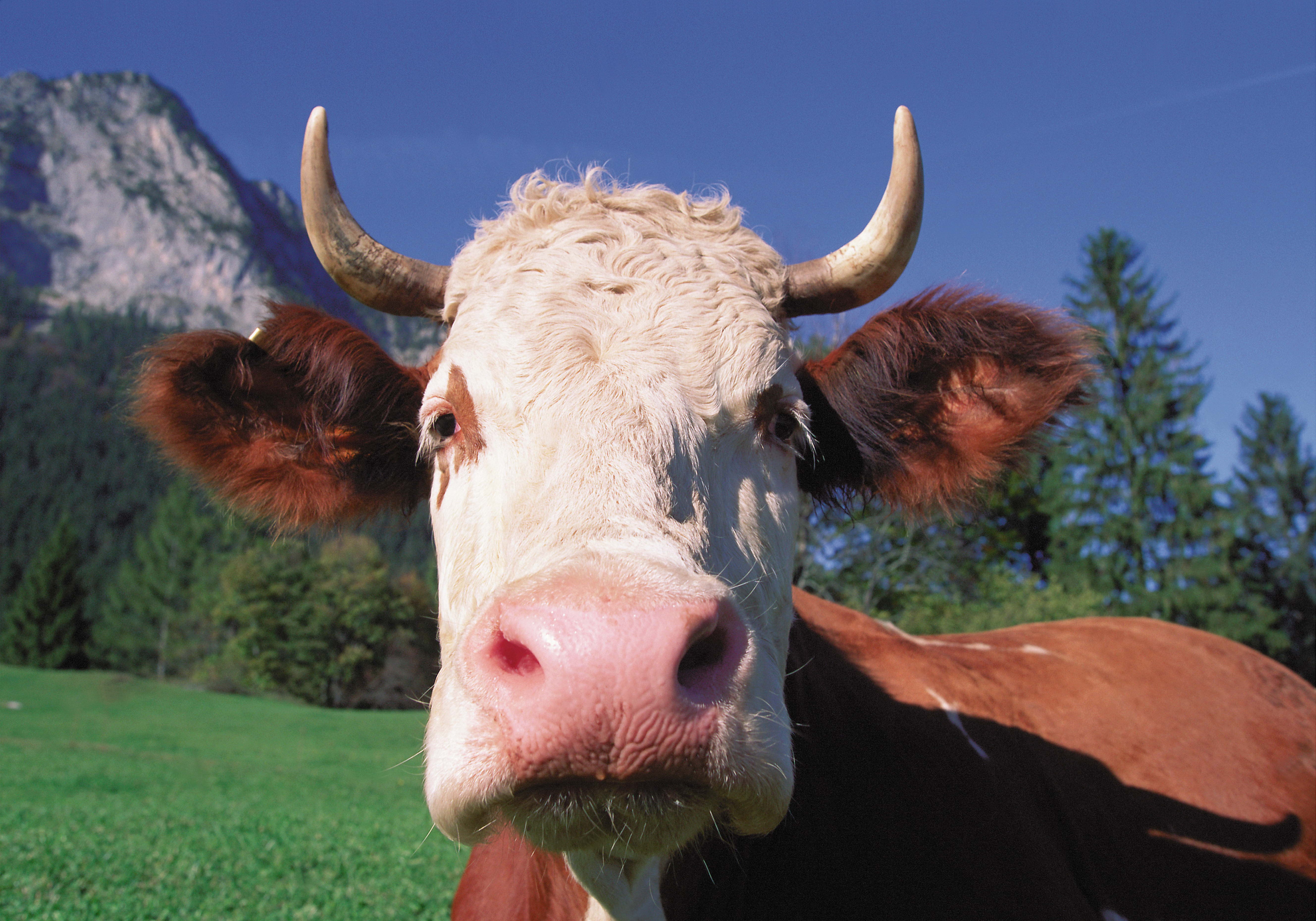 54916 скачать обои корова, животные, морда, крупный план, рога - заставки и картинки бесплатно