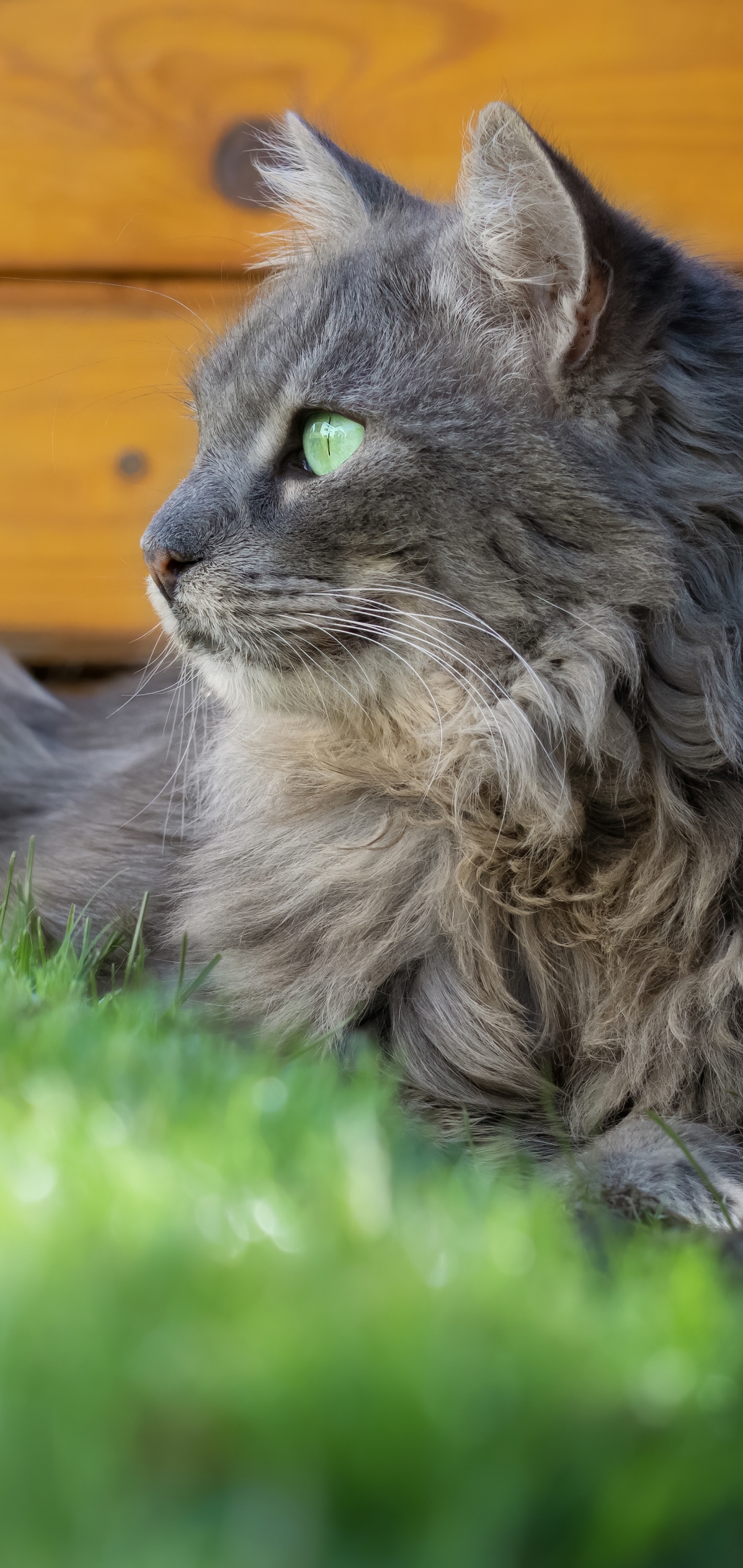 Baixar papel de parede para celular de Gato, Gatos, Animais gratuito.