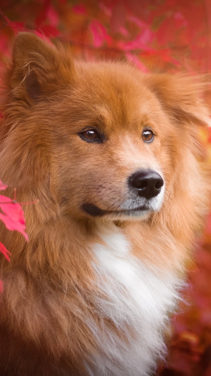 Download mobile wallpaper Dogs, Dog, Muzzle, Animal, Eurasier, Spitz for free.