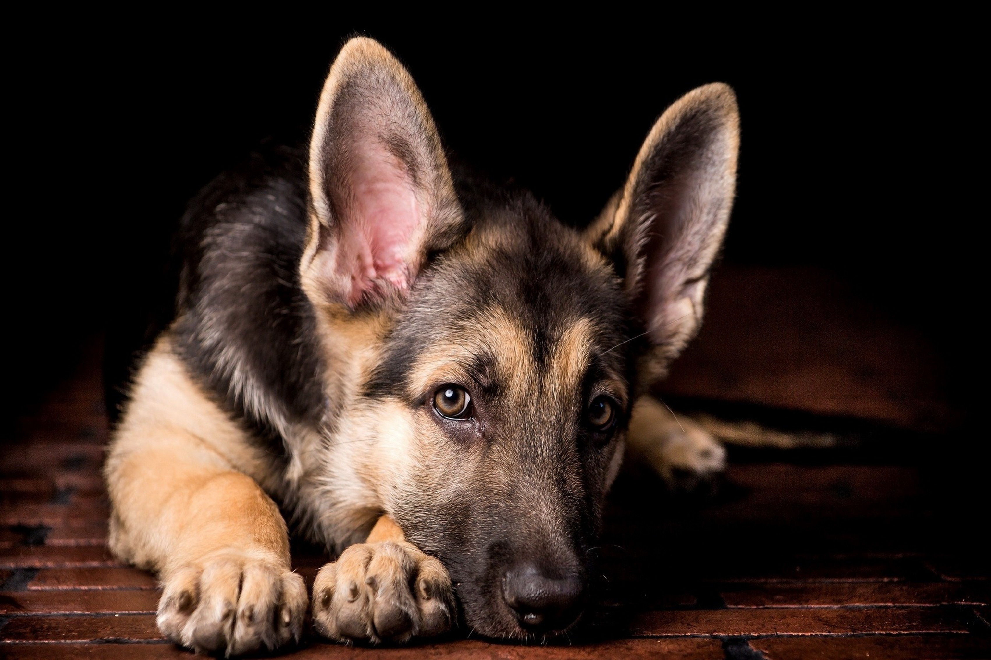 330818 descargar imagen animales, pastor alemán, perro, perros: fondos de pantalla y protectores de pantalla gratis