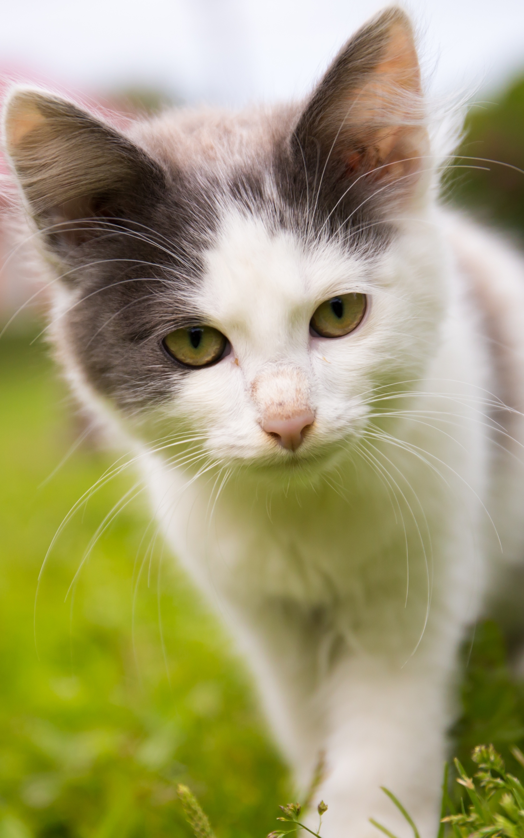 無料モバイル壁紙動物, ネコ, 猫, 子猫, 赤ちゃん動物をダウンロードします。