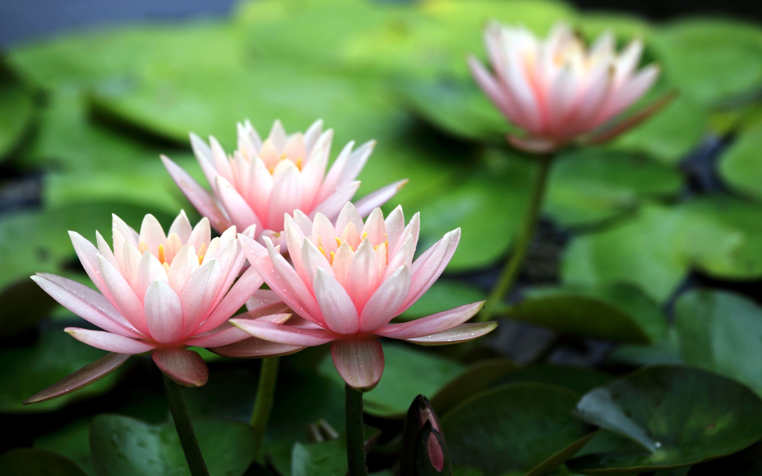 Free download wallpaper Lotus, Flowers, Flower, Earth on your PC desktop