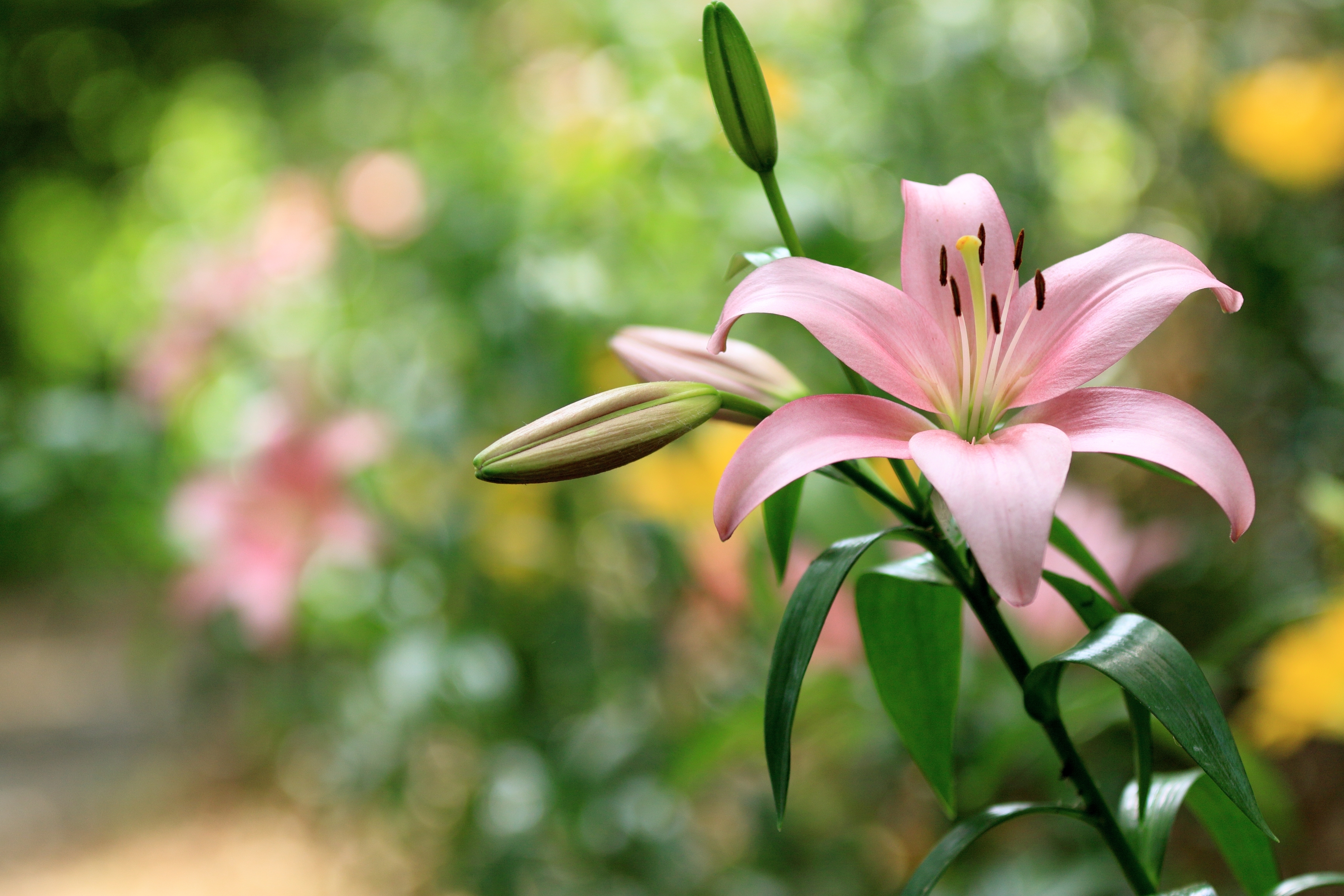 Download mobile wallpaper Nature, Flowers, Flower, Earth, Lily, Pink Flower, Depth Of Field for free.
