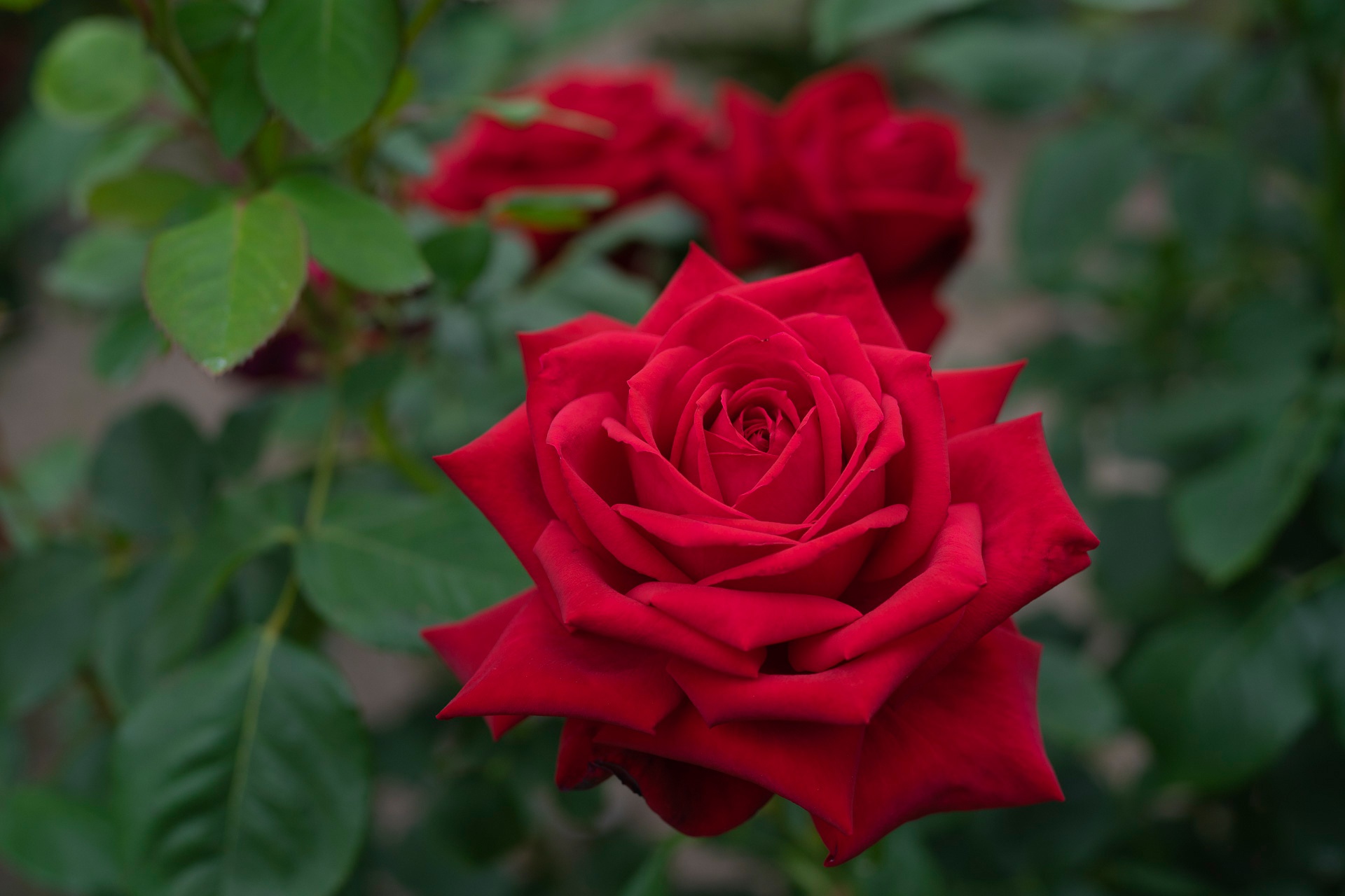 Download mobile wallpaper Flowers, Macro, Rose, Earth, Petal, Red Rose, Red Flower for free.